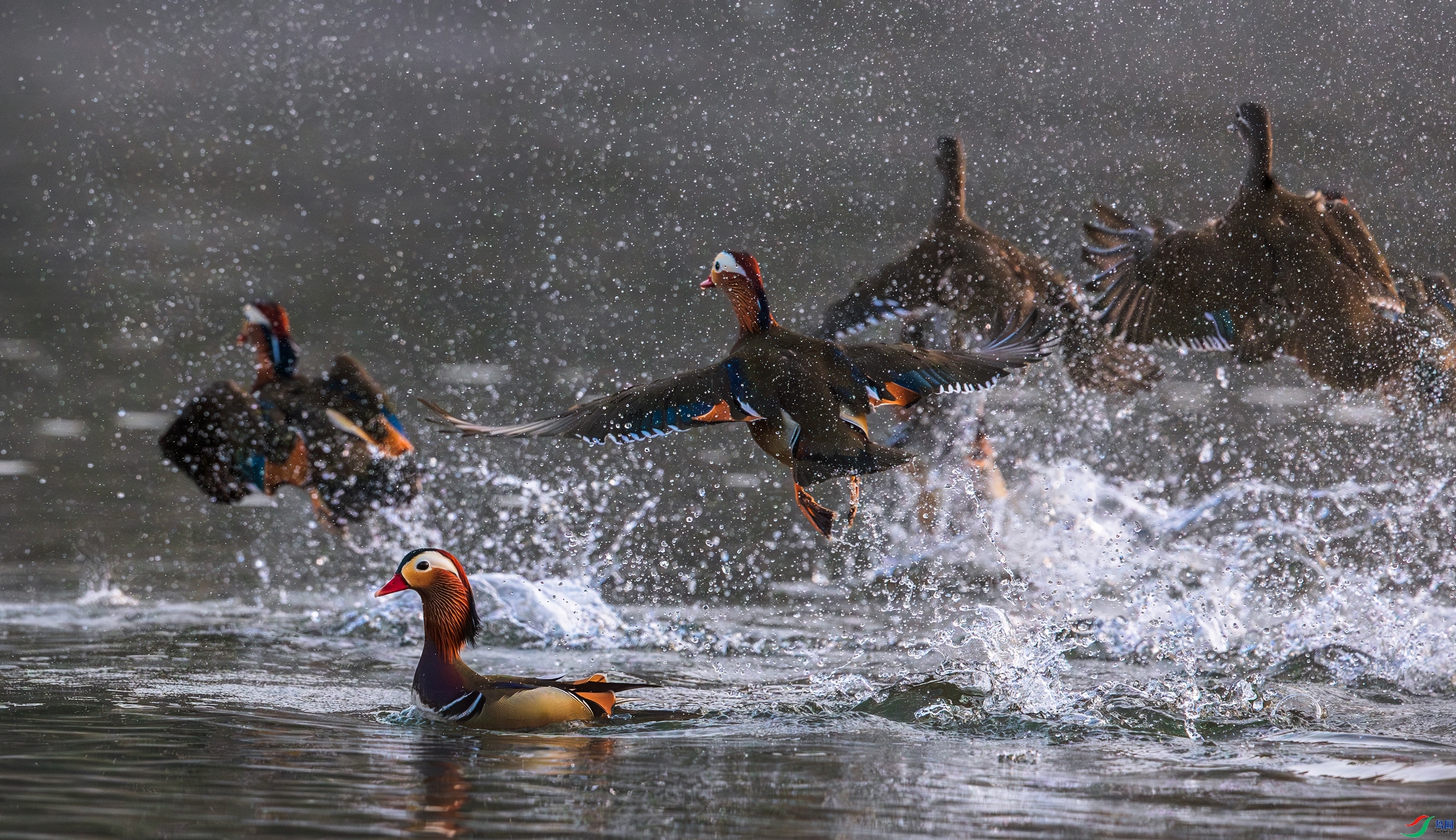 ԧ��Ϸˮ ���� ���� ����.jpg