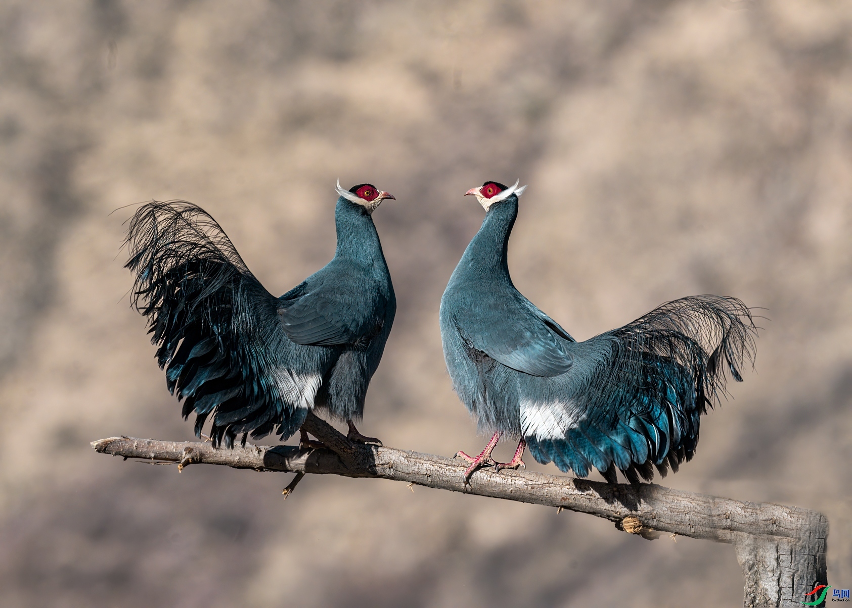 ���� ���� �ܴ�99  ����.jpg