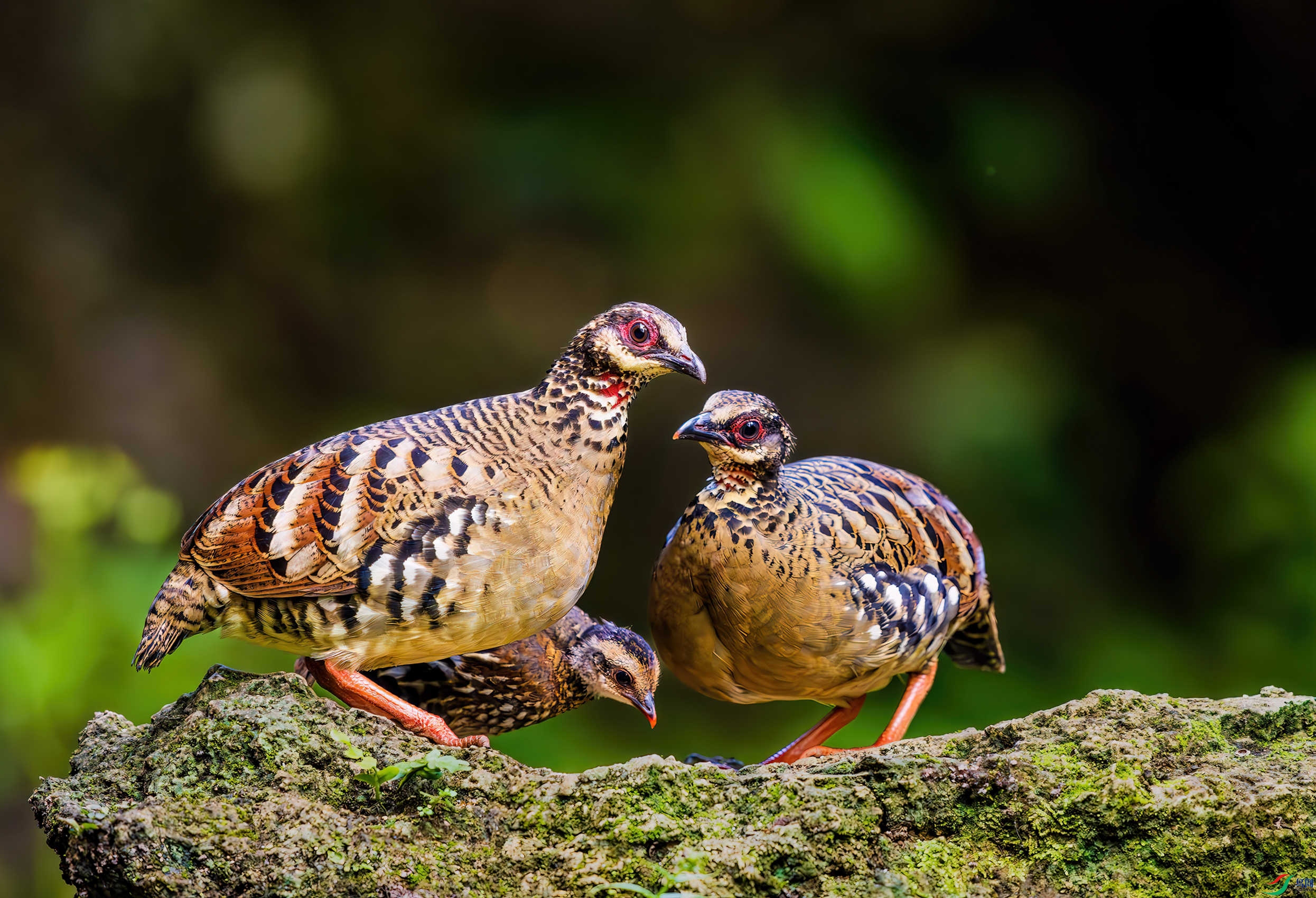 _DSC8636-����ǿ-NR_2.JPG