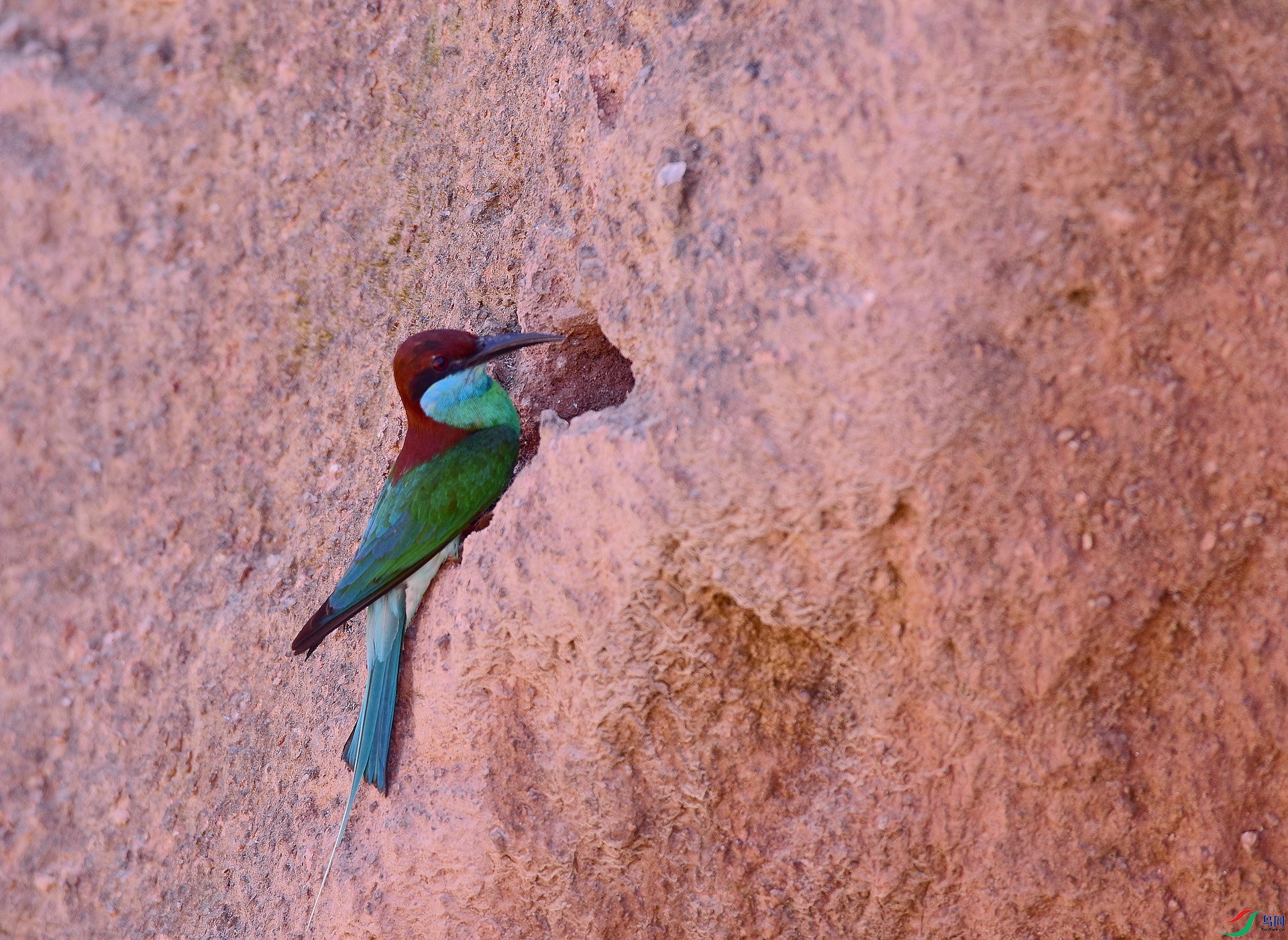 D8I_0529.jpg