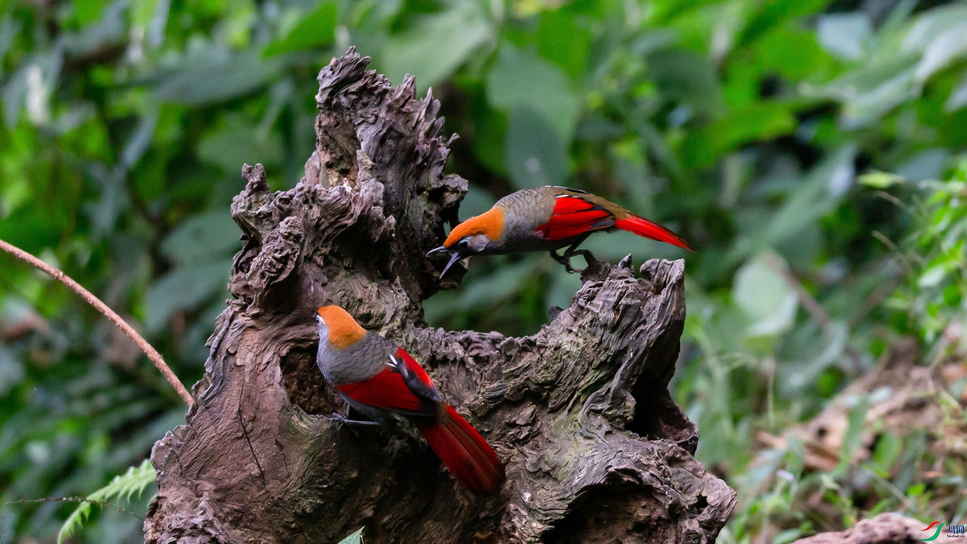 ��β����