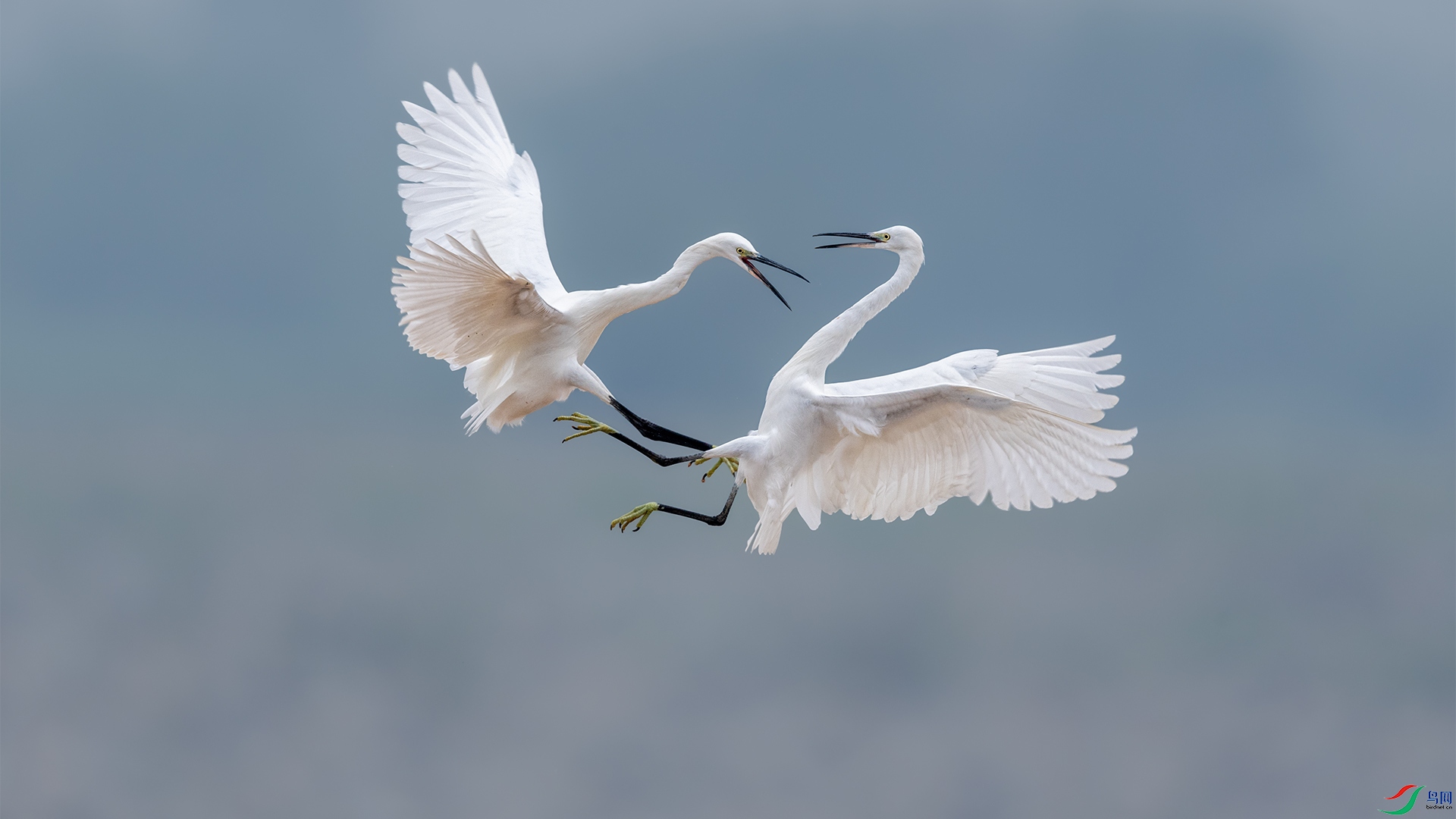 The aerial battle of the egrets.jpg