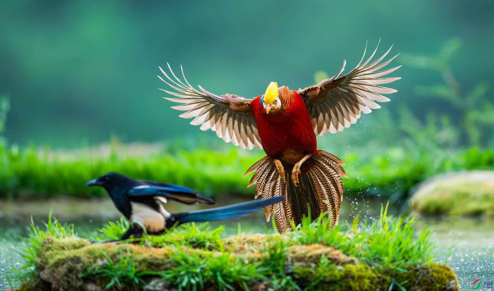 DSC_9321-����ǿ-NR.jpg