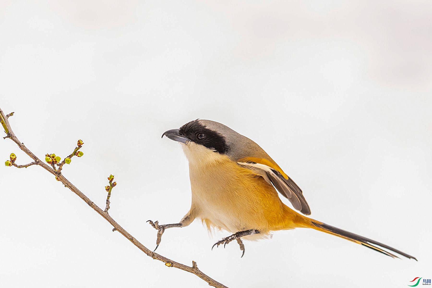 �ر�����