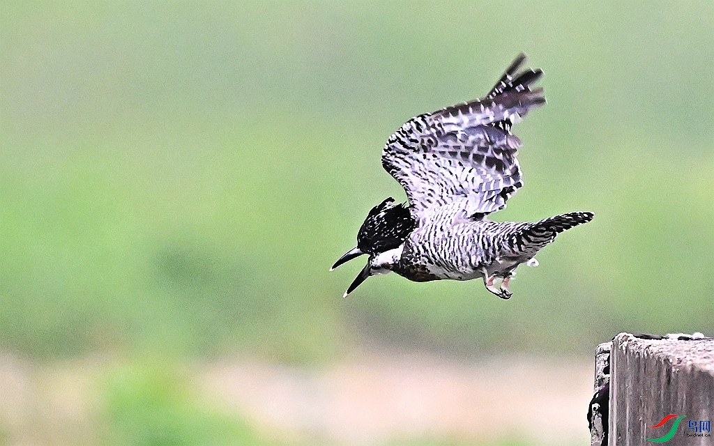 DSC_0506.JPG