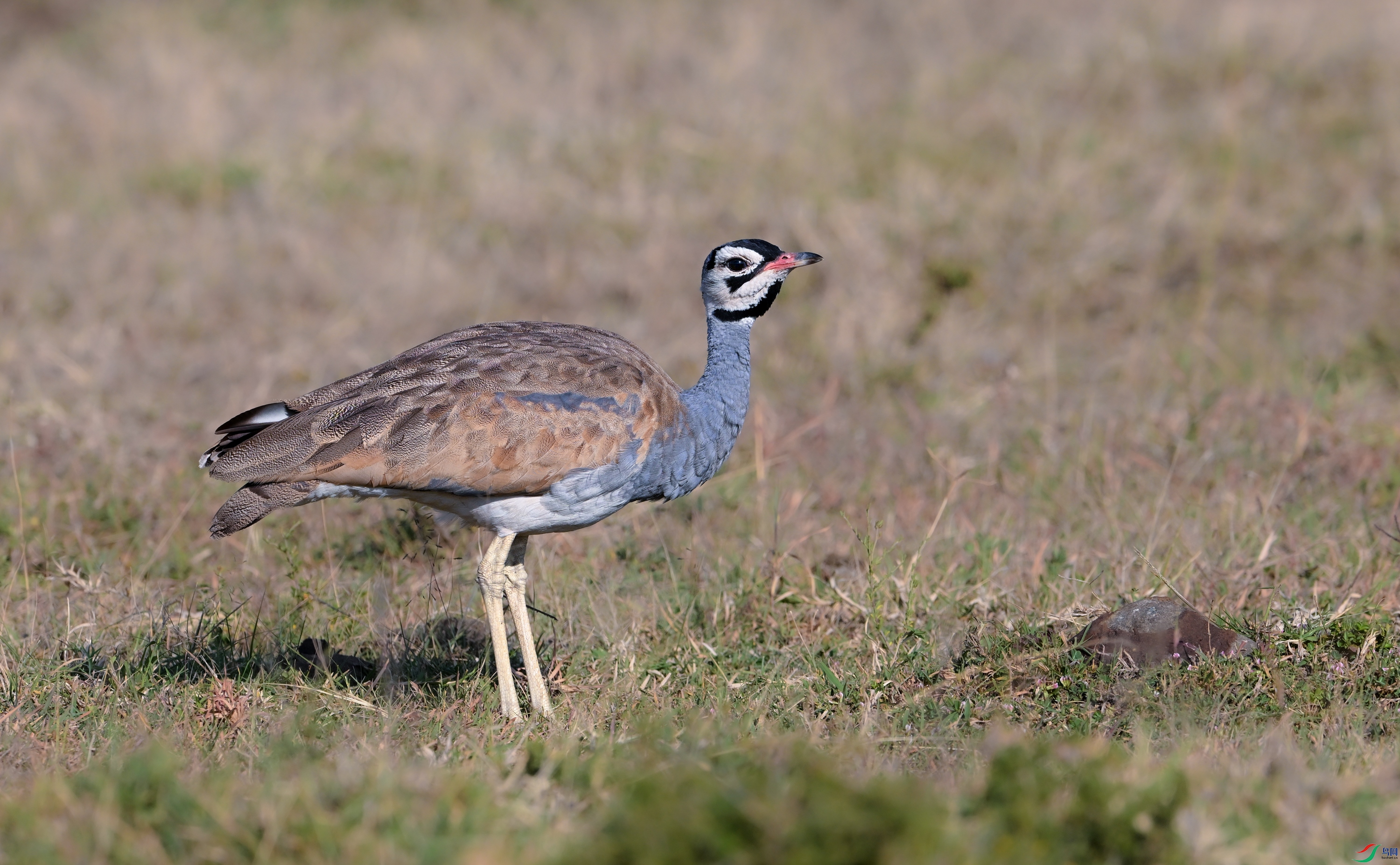 DSC_65491.jpg