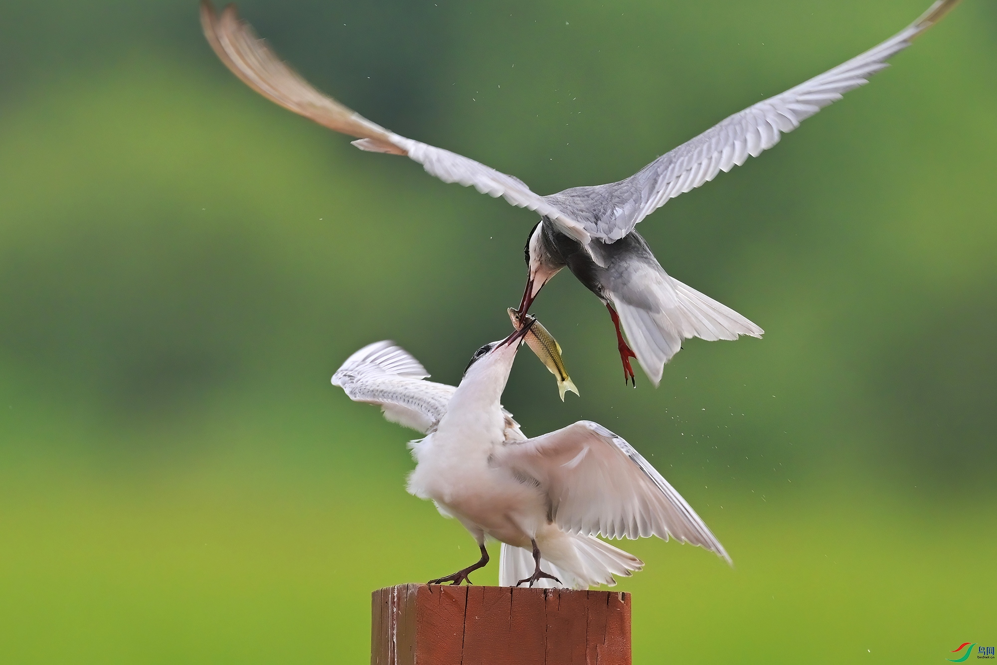 DSC_0847-V.jpg