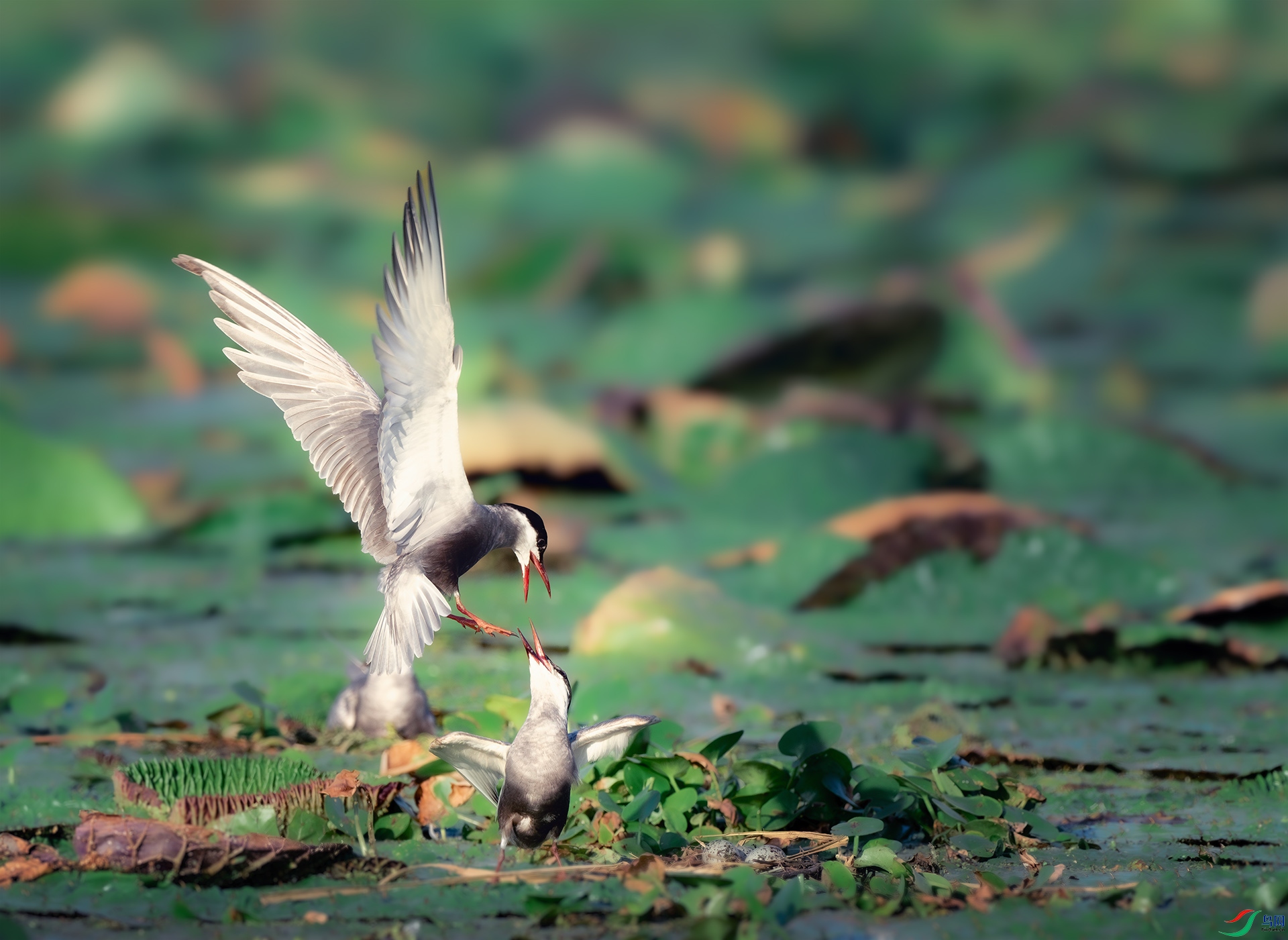 _DSC8382-����ǿ-NR ����.jpg