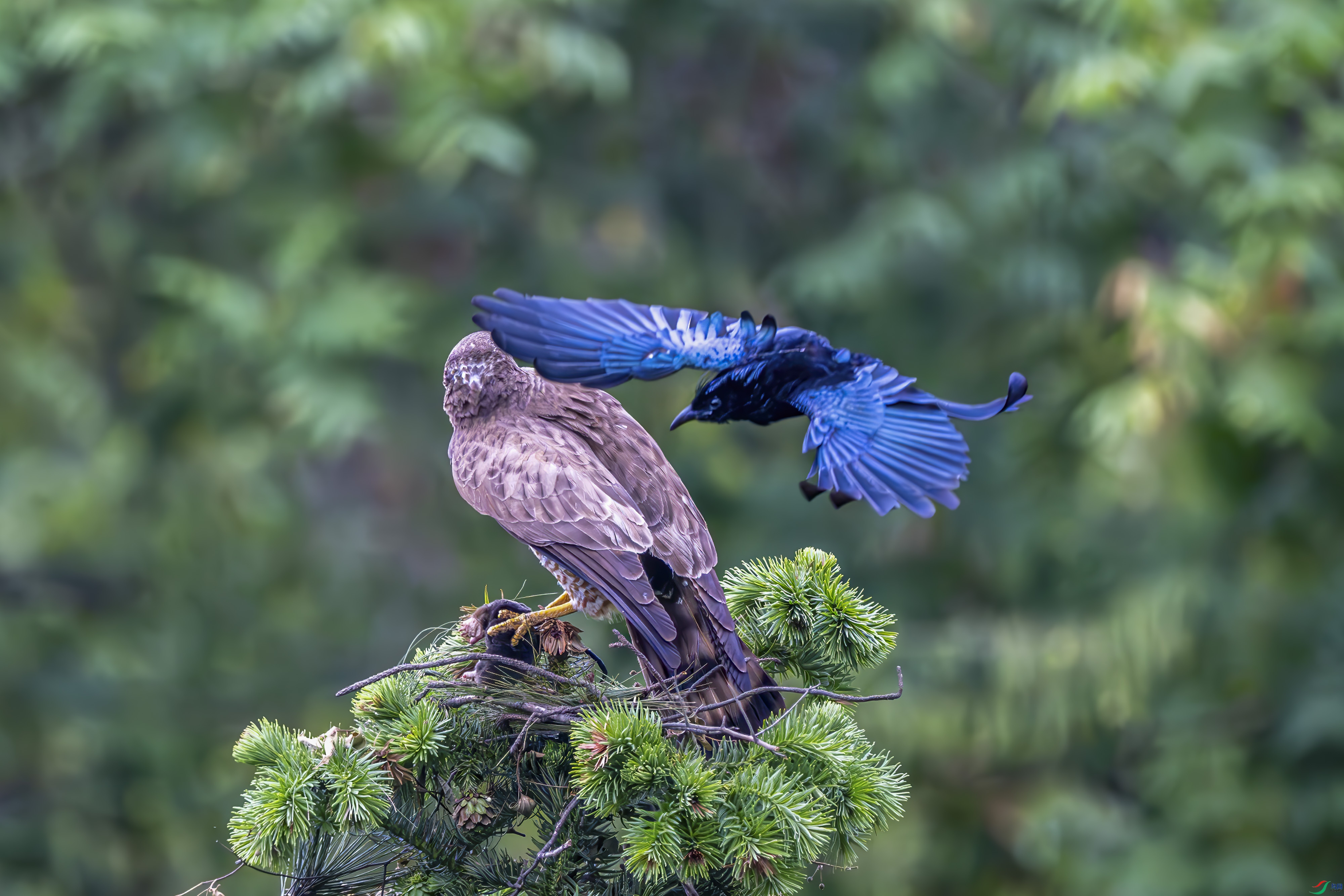 DSC_6281-����ǿ-NR.jpg