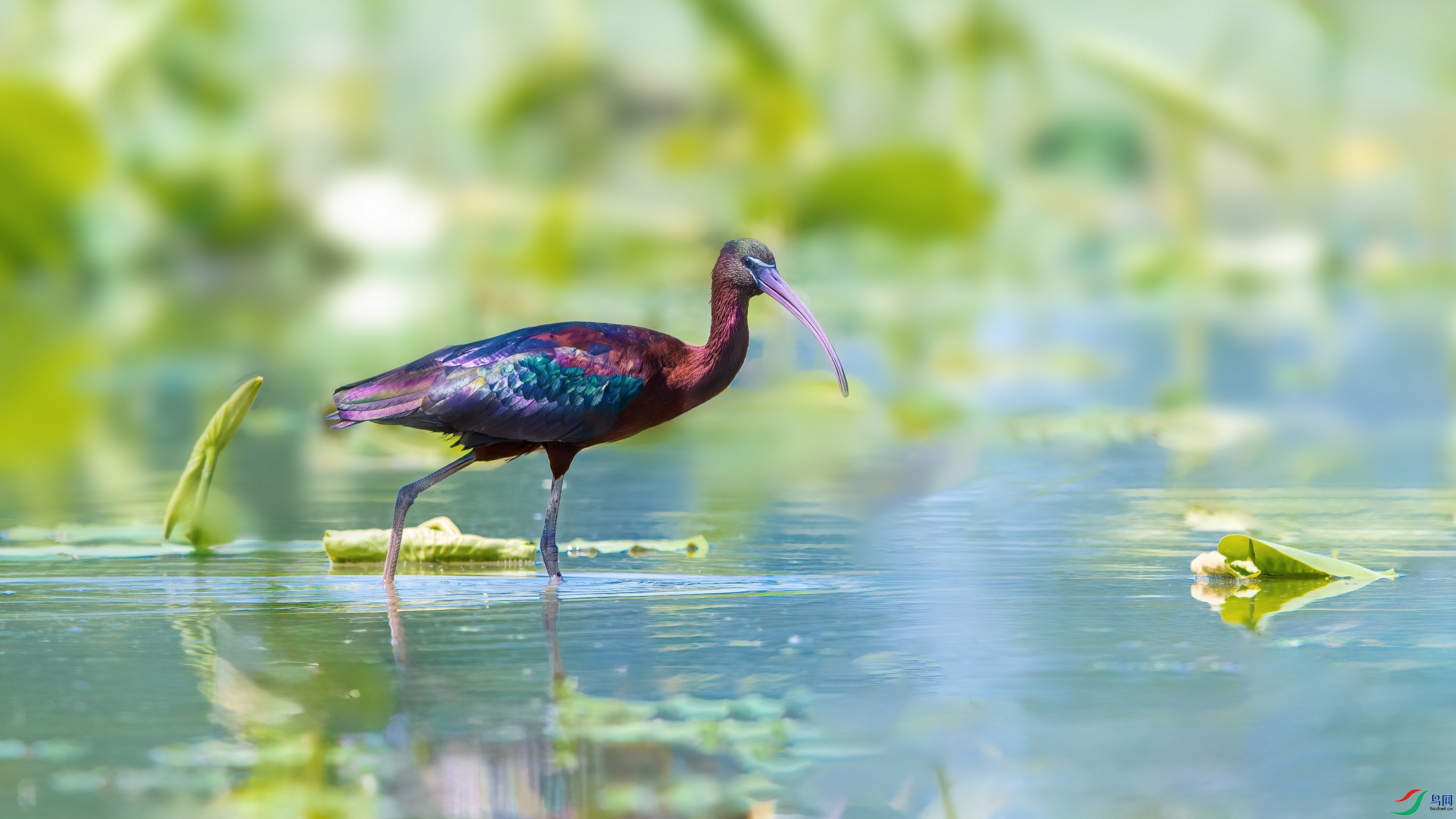 cp _DSC9610 ����.jpg