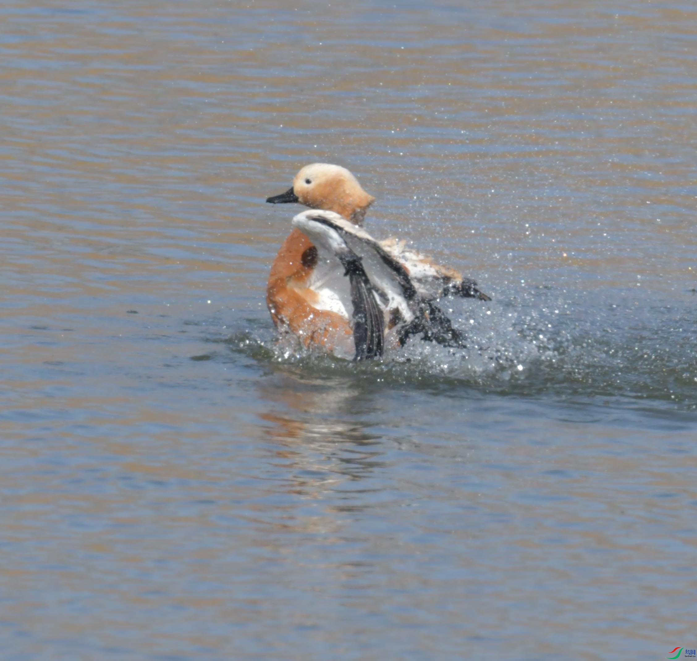 DSC_1574.JPG