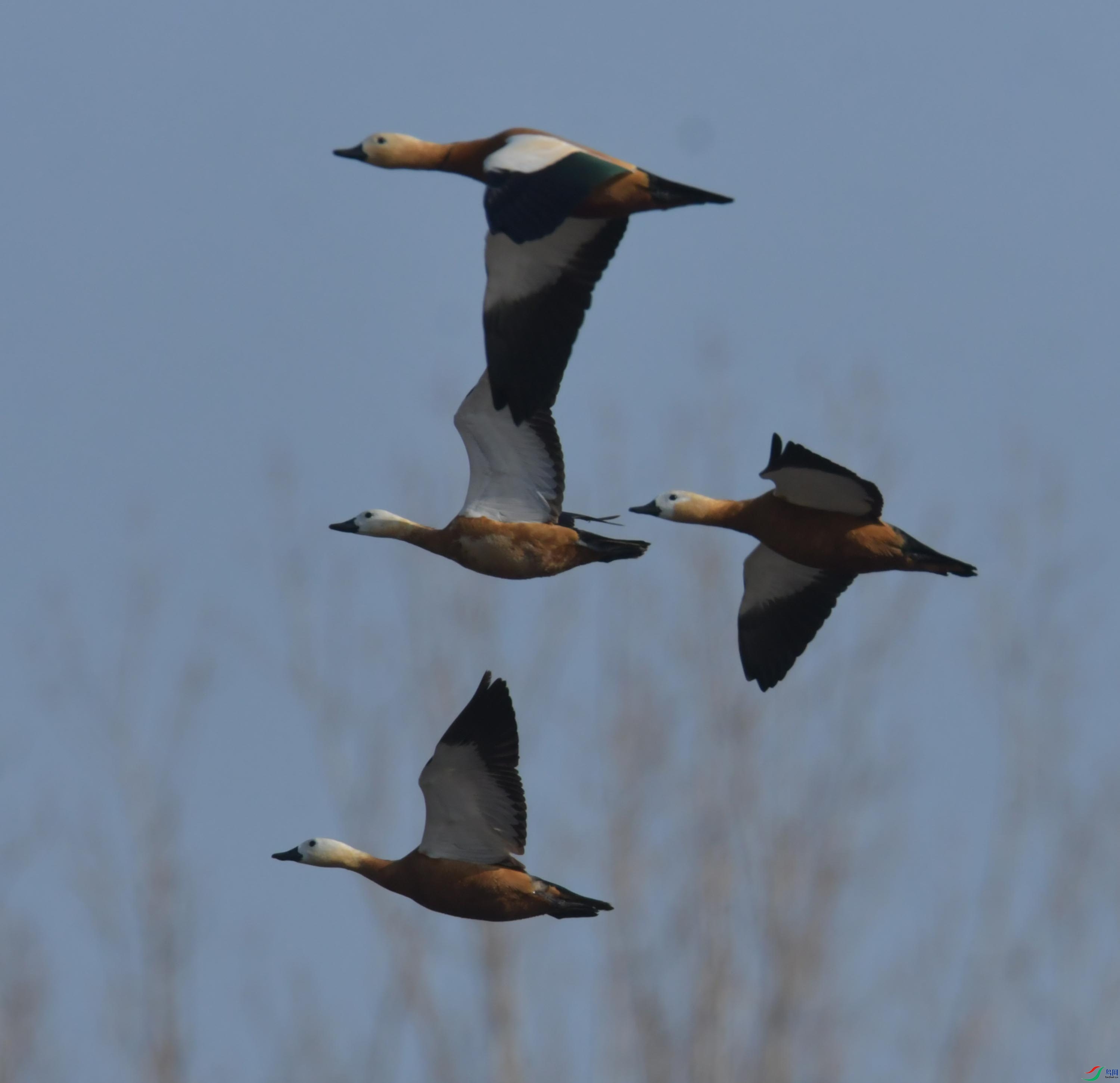 DSC_3666.JPG