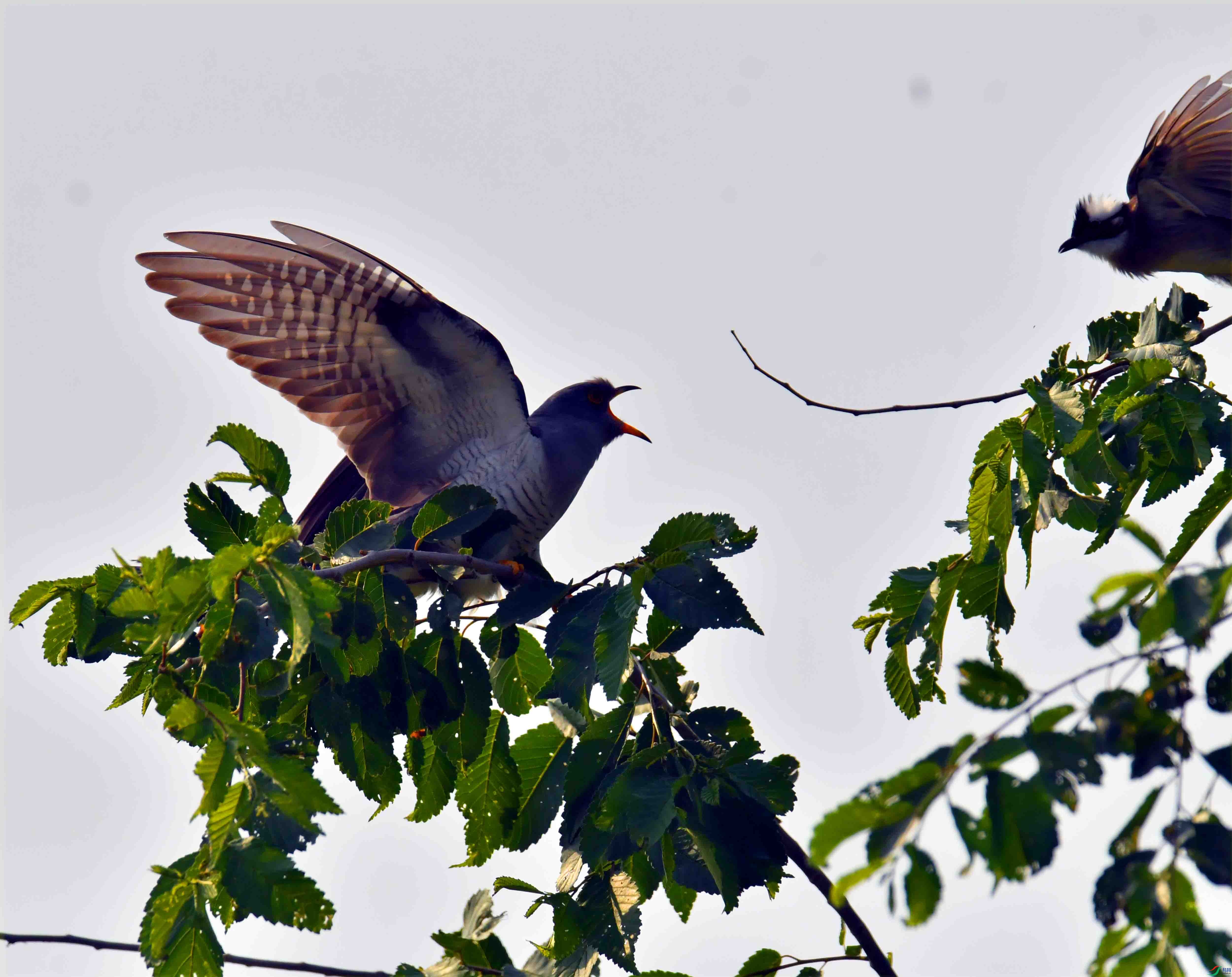DSC_2027.JPG