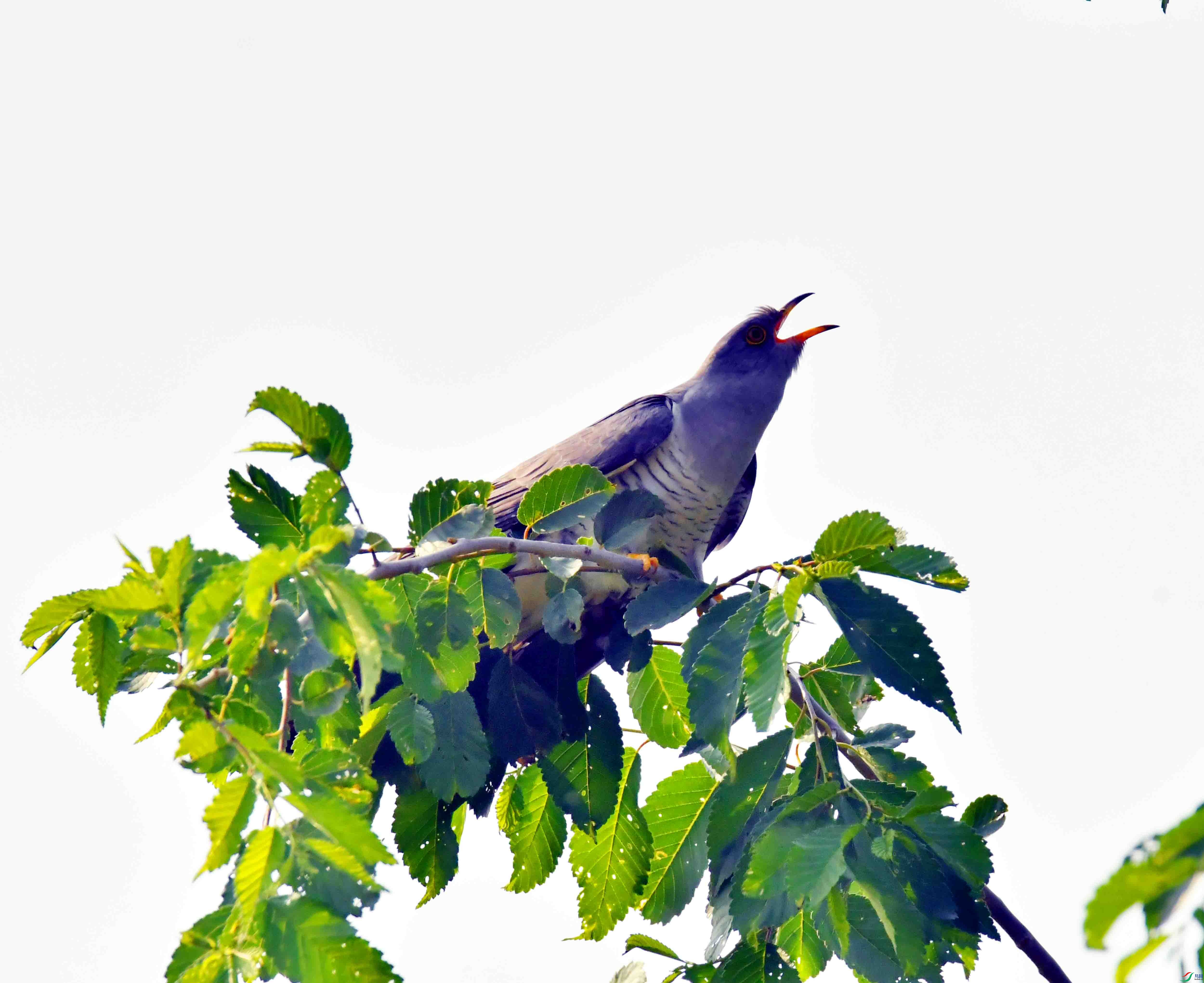 DSC_2026.JPG