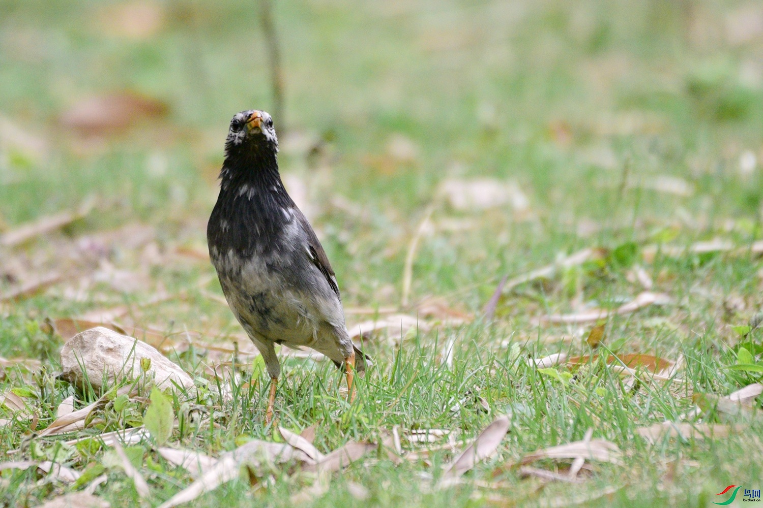 DSC_0498.JPG
