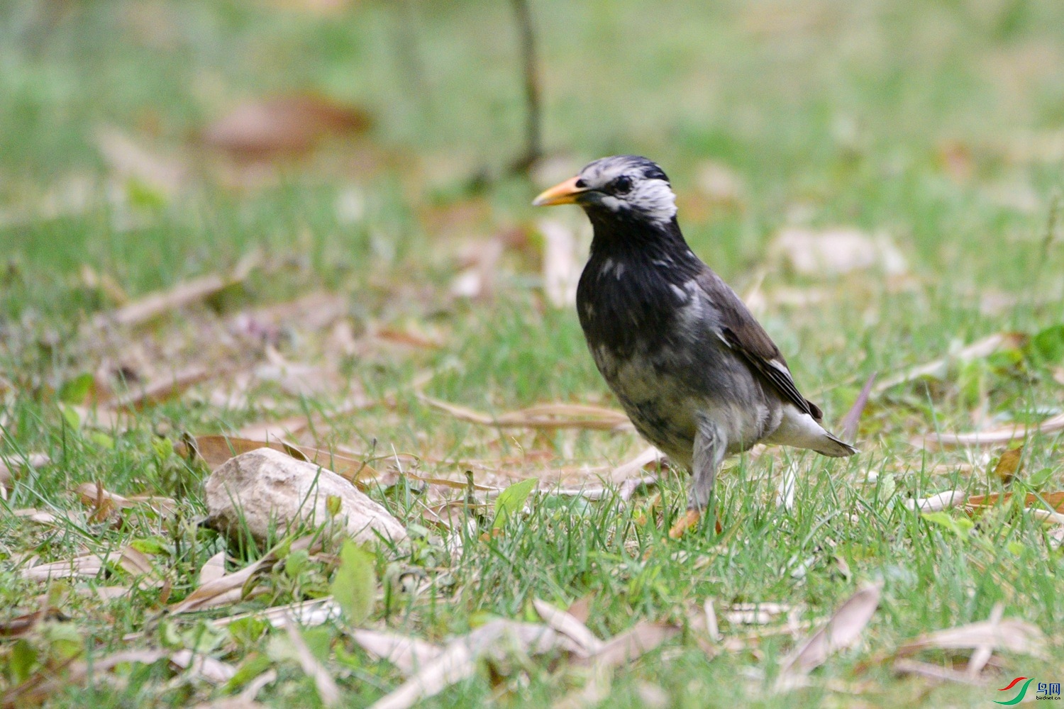 DSC_0495.JPG