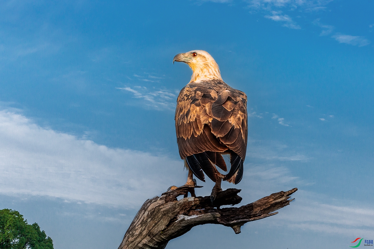 �׸�����----������Ȼ