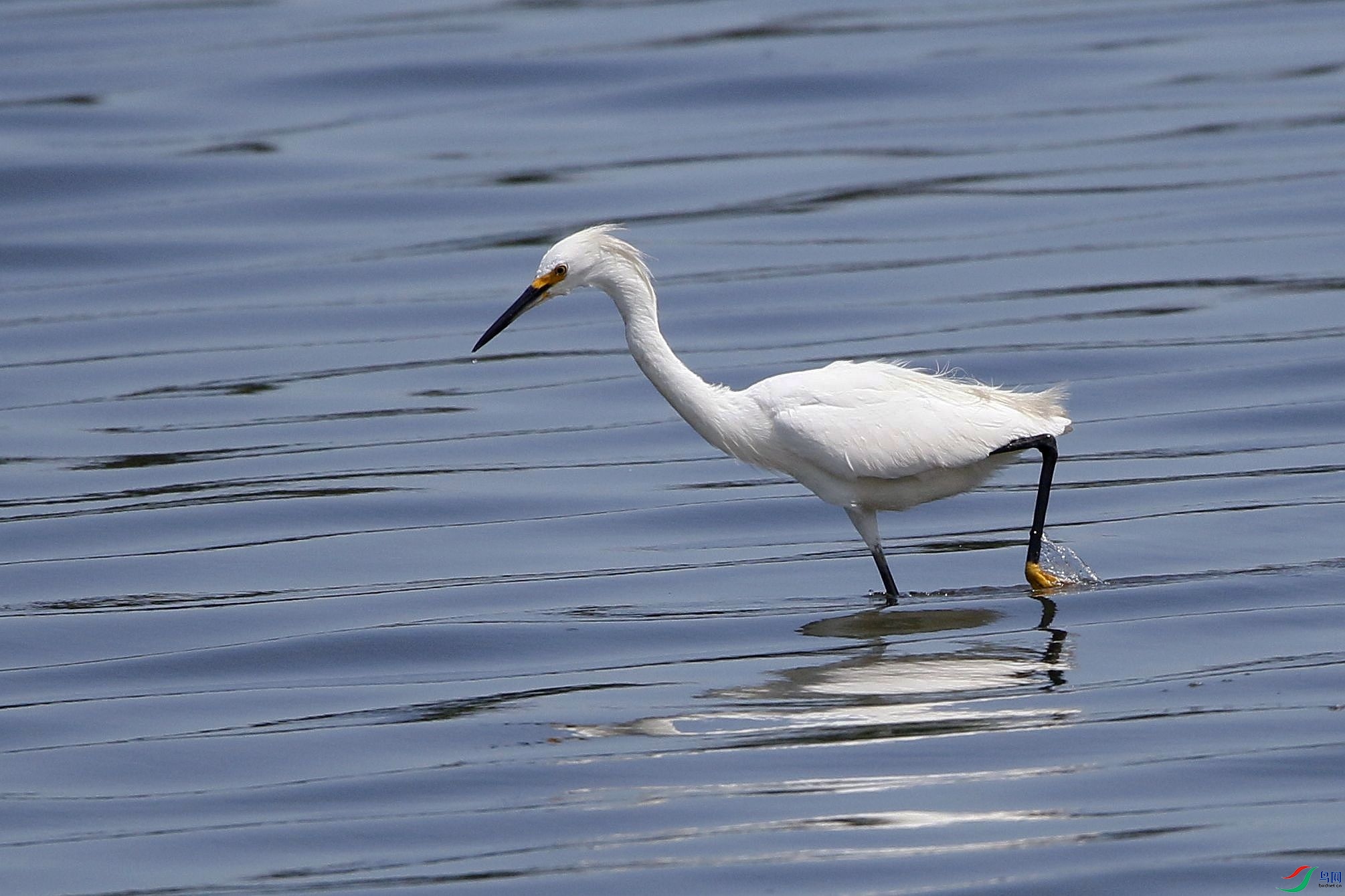 С���� 01.jpg