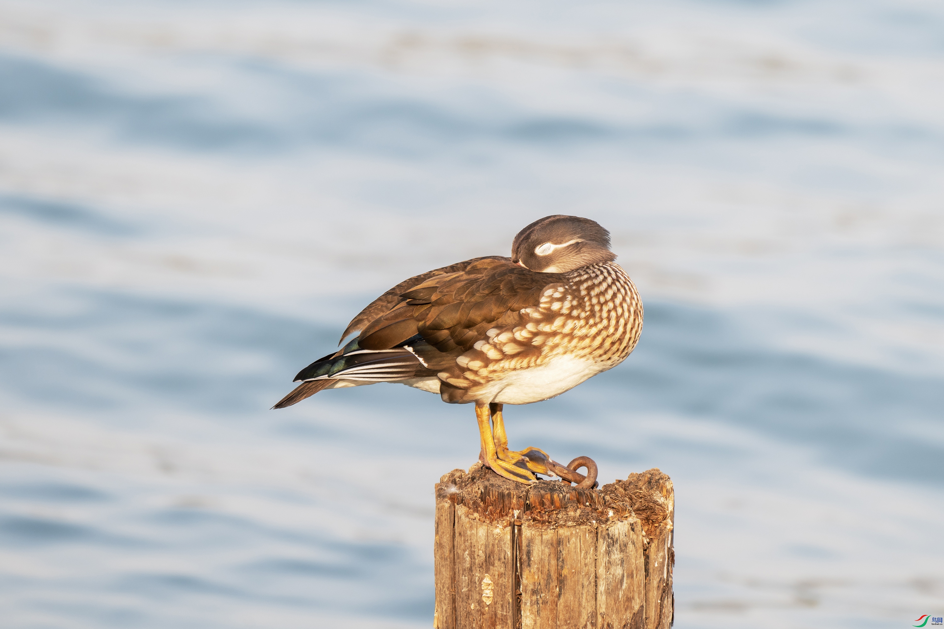 DSC_7775 ����.jpg