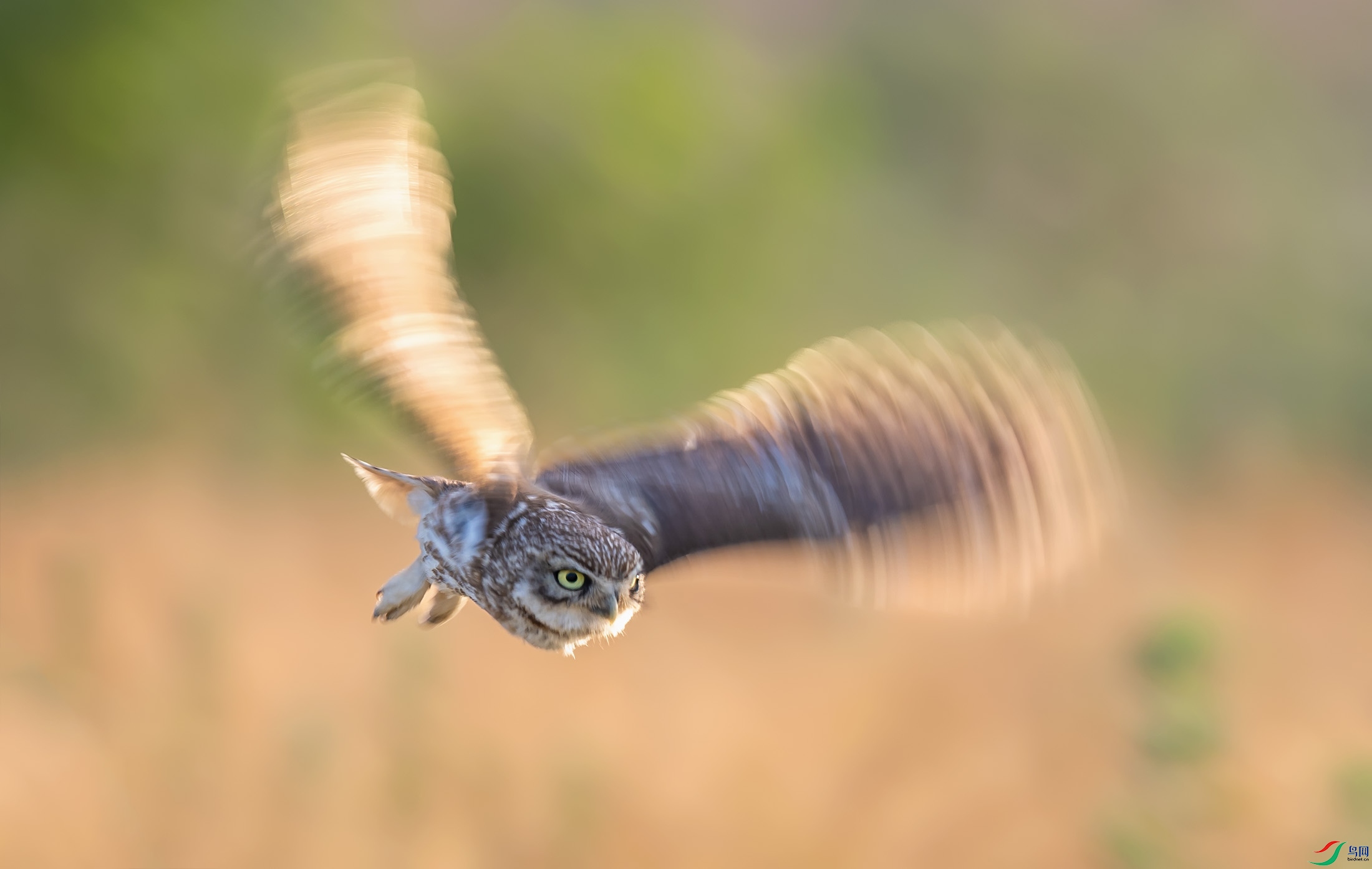 ���Ƹ�С�^