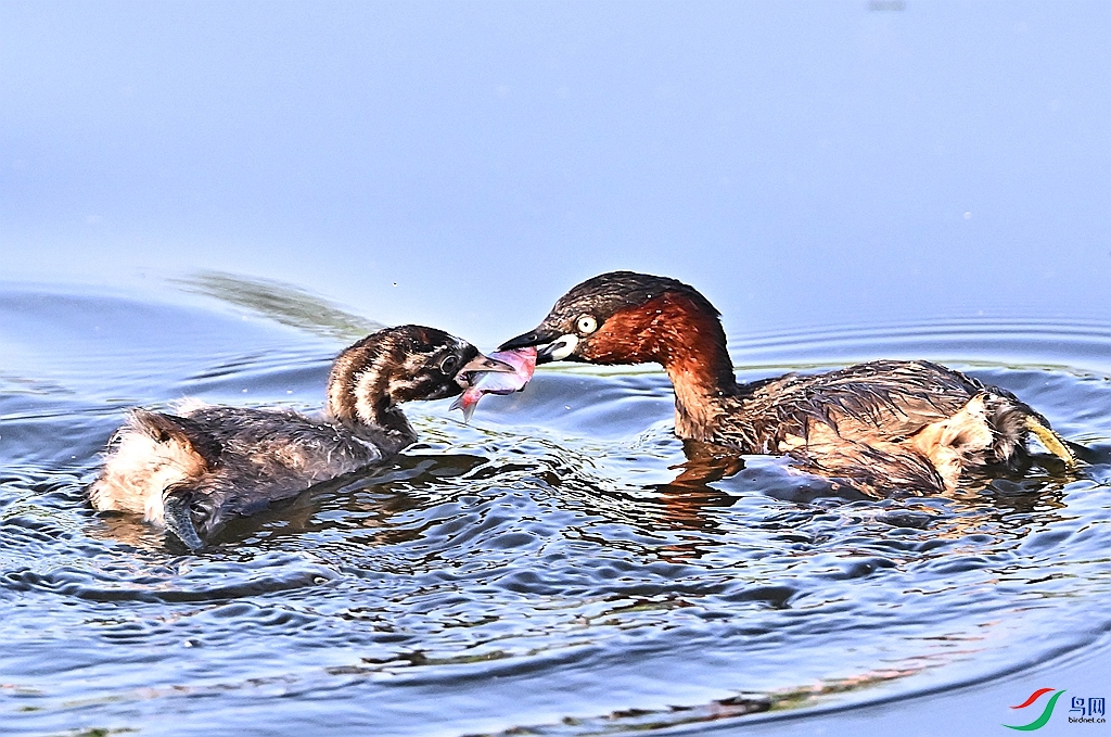 DSC_4477.JPG