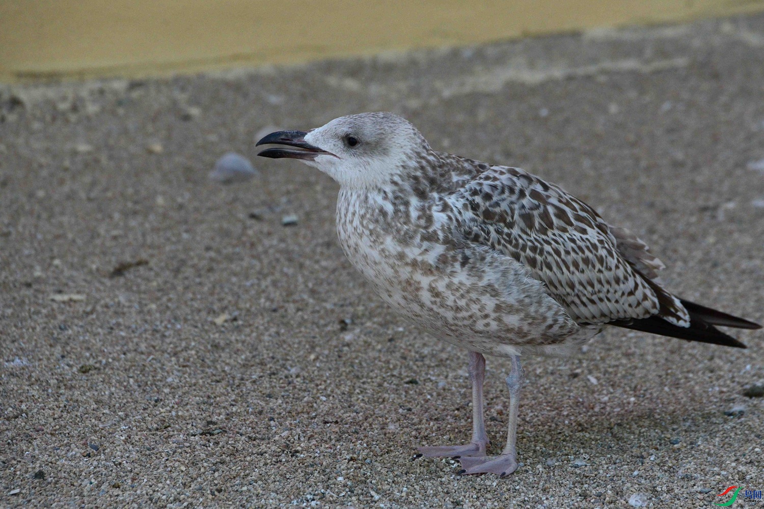 DSC_6574.JPG