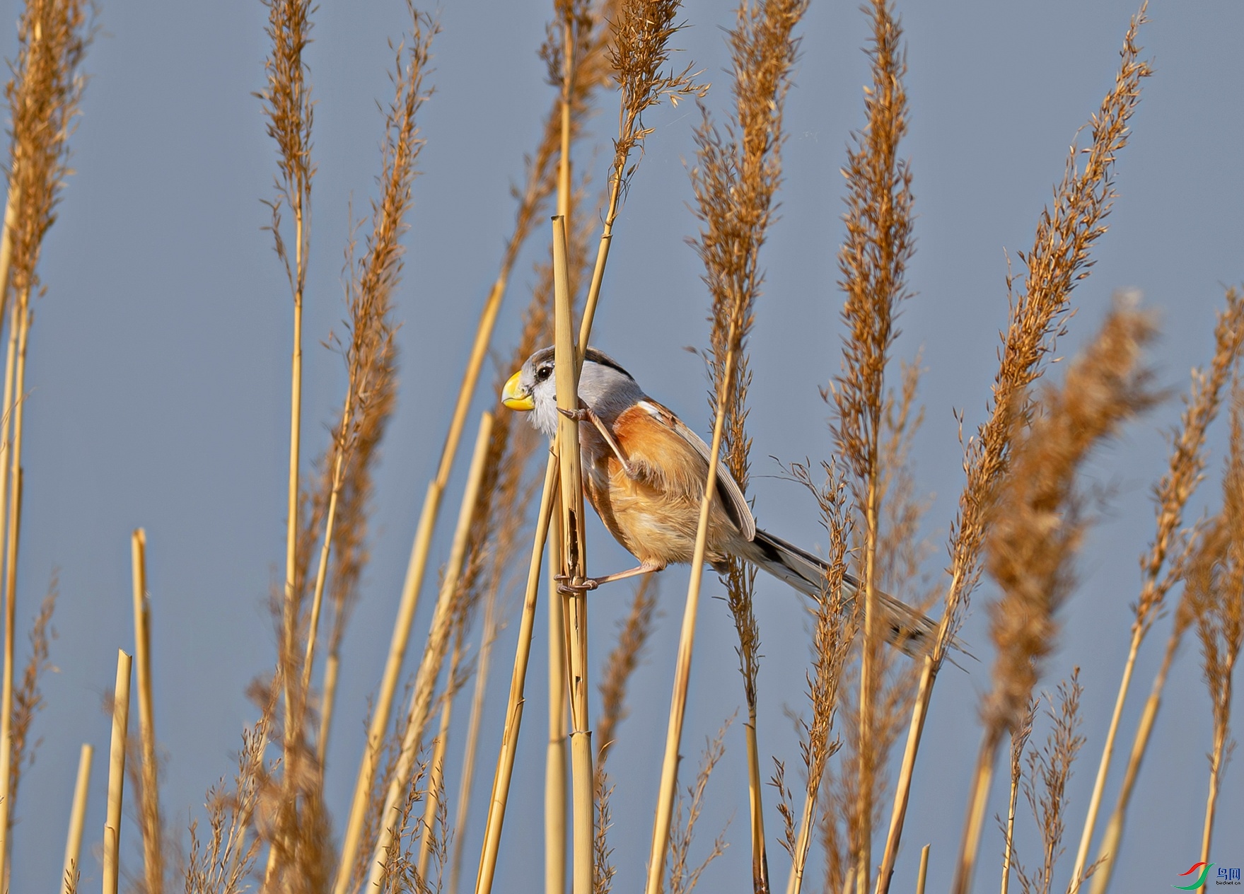 _DSC8380f.jpg