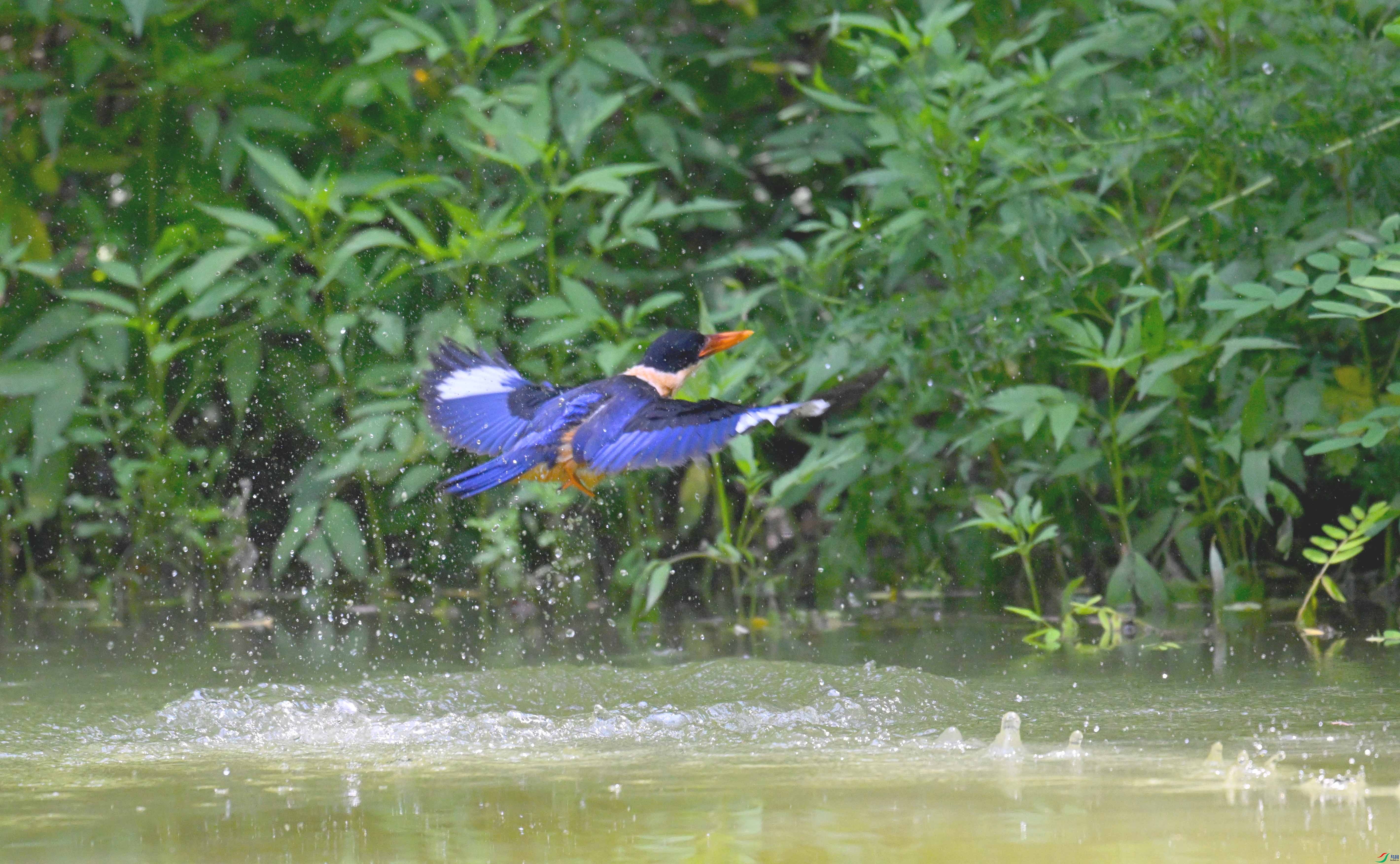 DSC_9529 ����.jpg