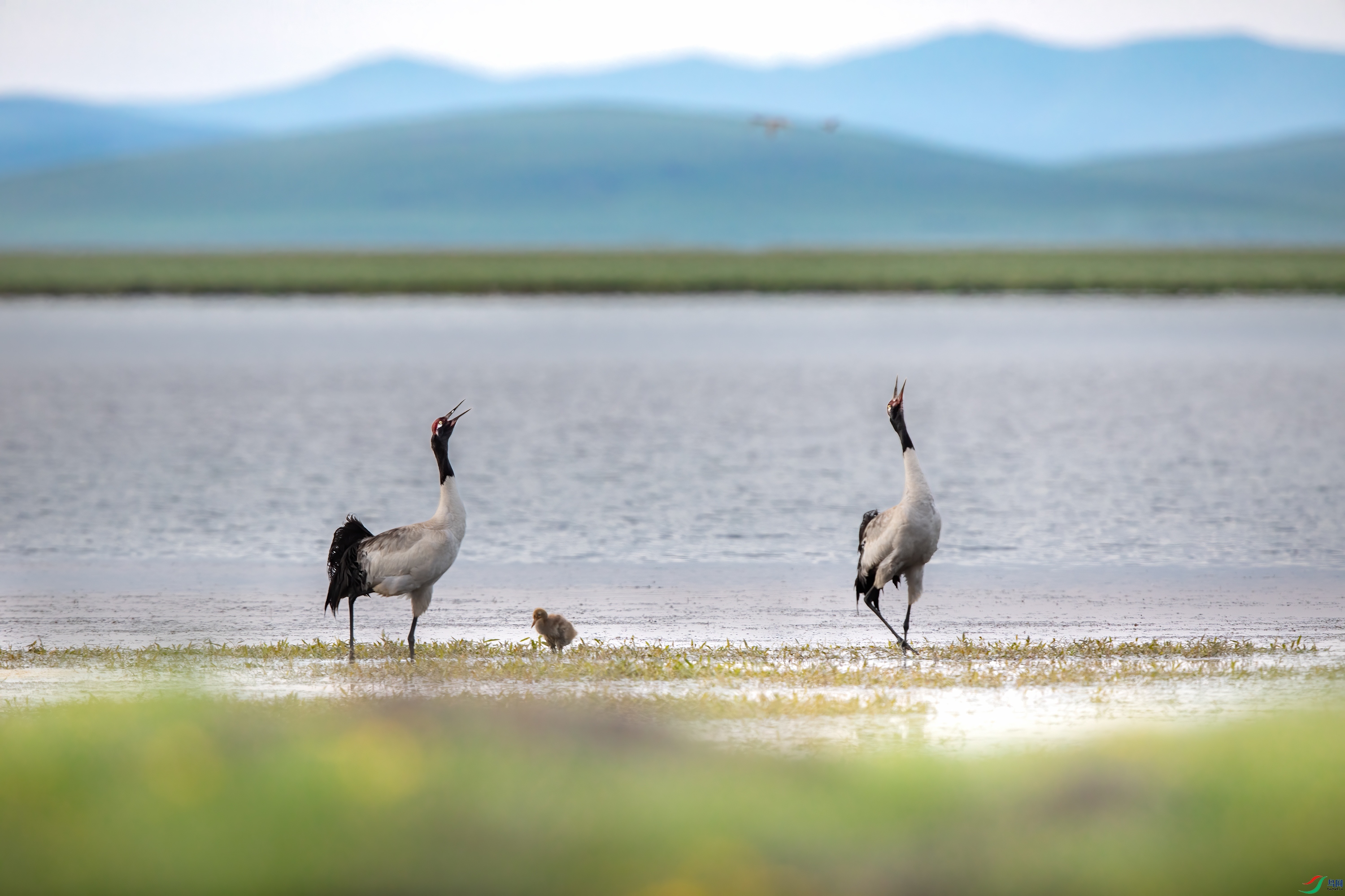 3S5A5941 ����.jpg