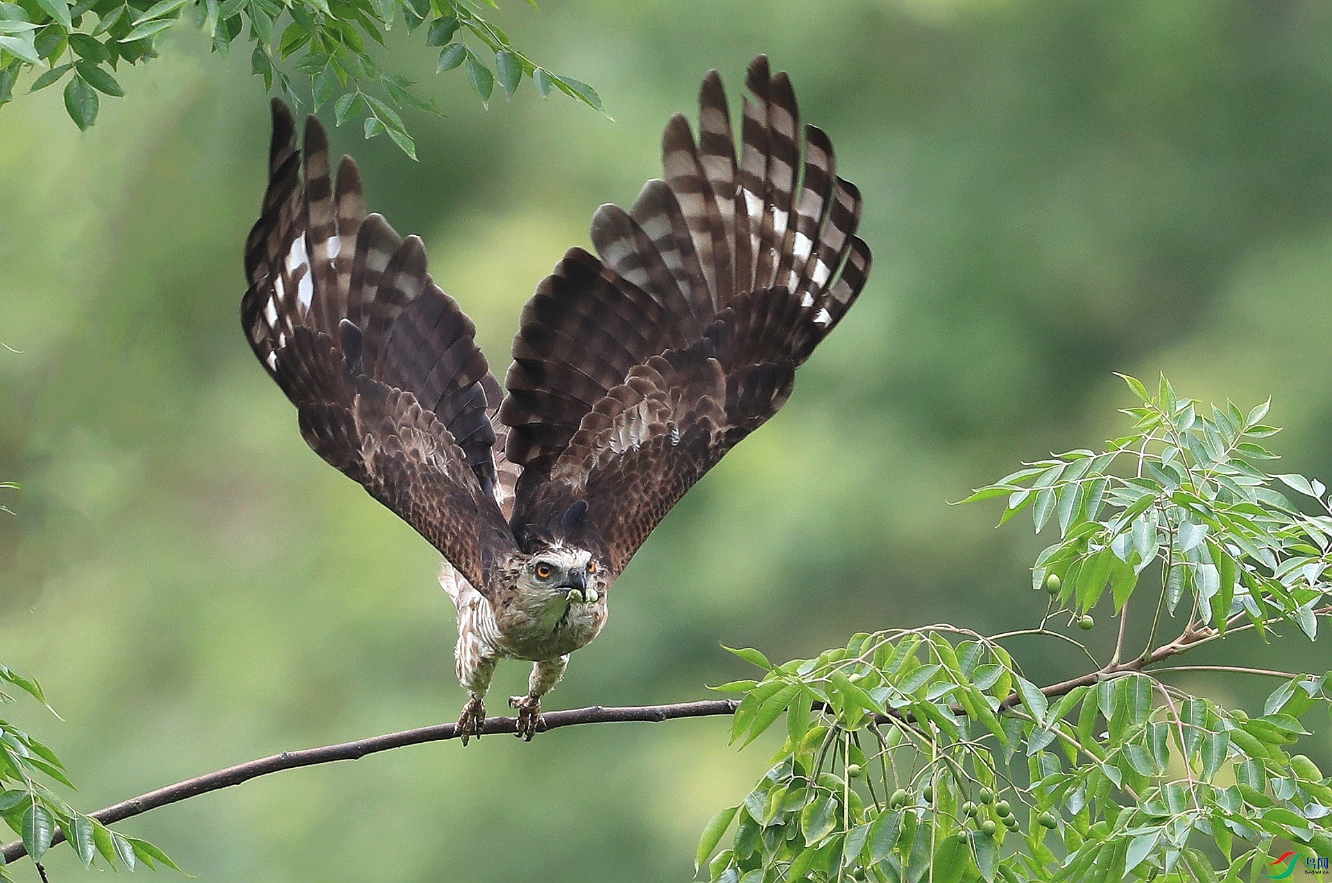 ����AI0I9418�� ����������.jpg