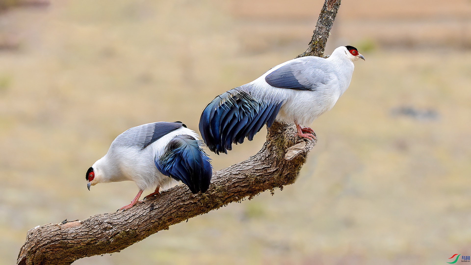 DSC_195zz3.jpg