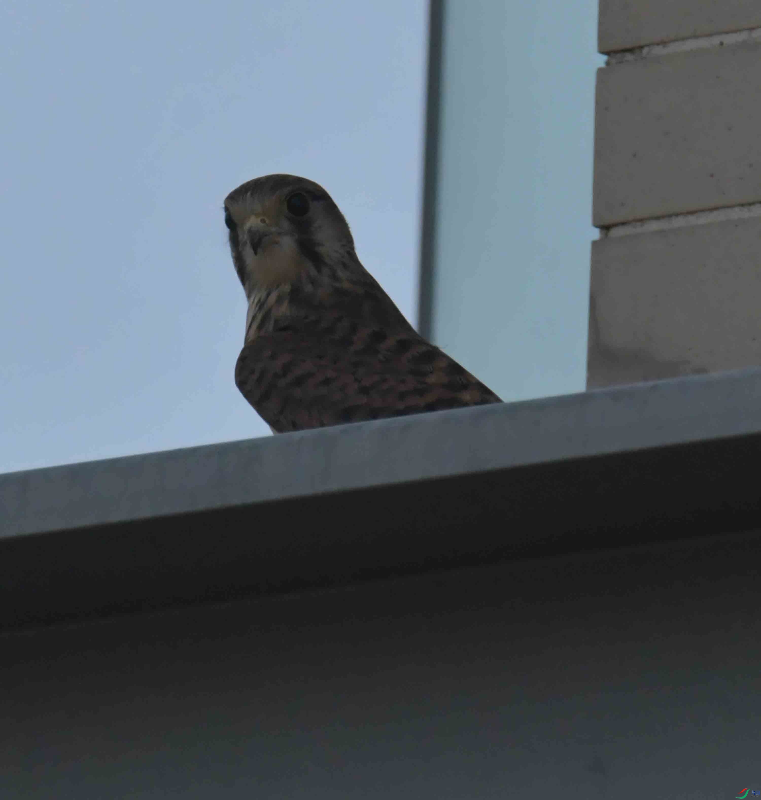 DSC_9082.JPG