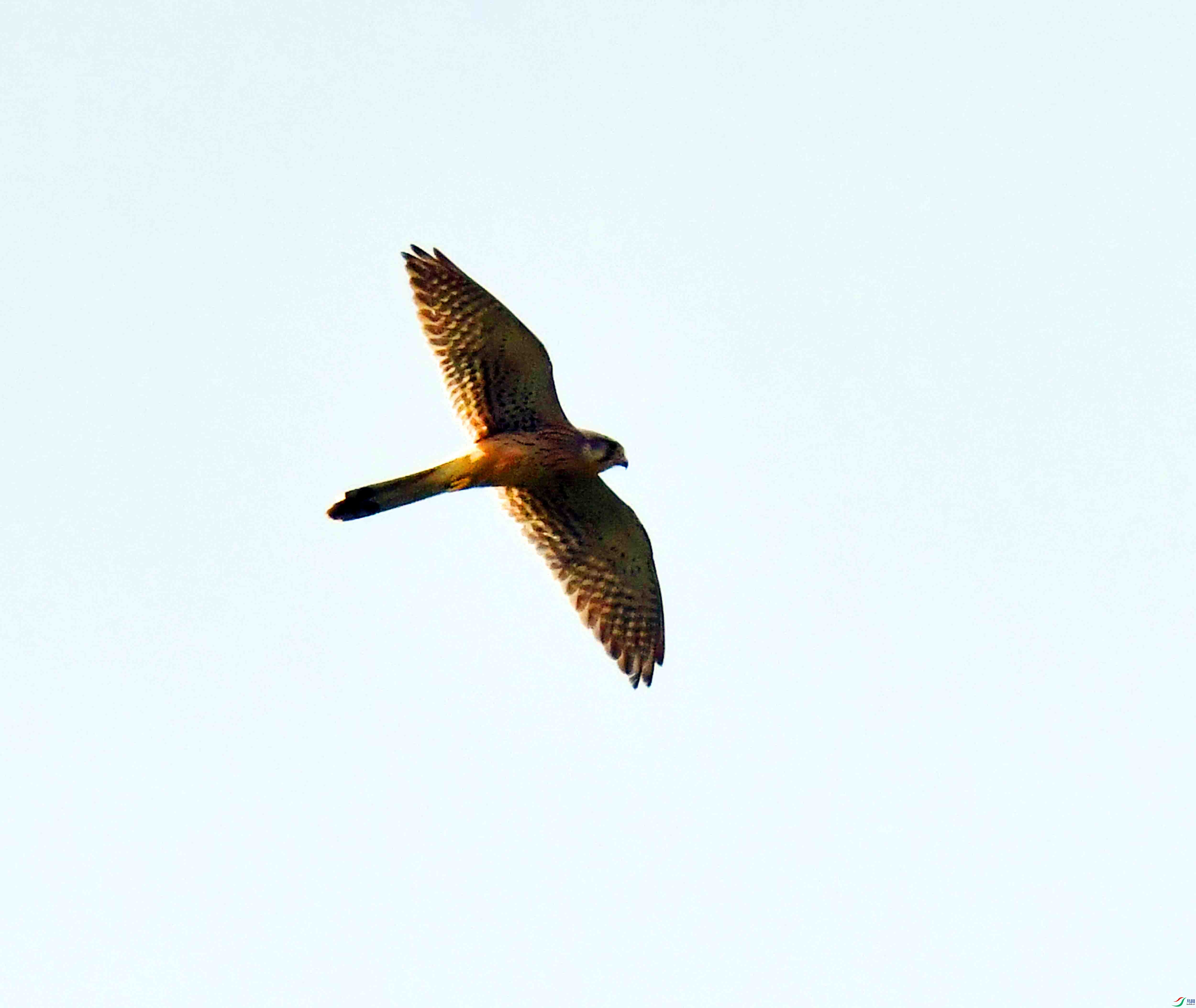 DSC_9956.JPG