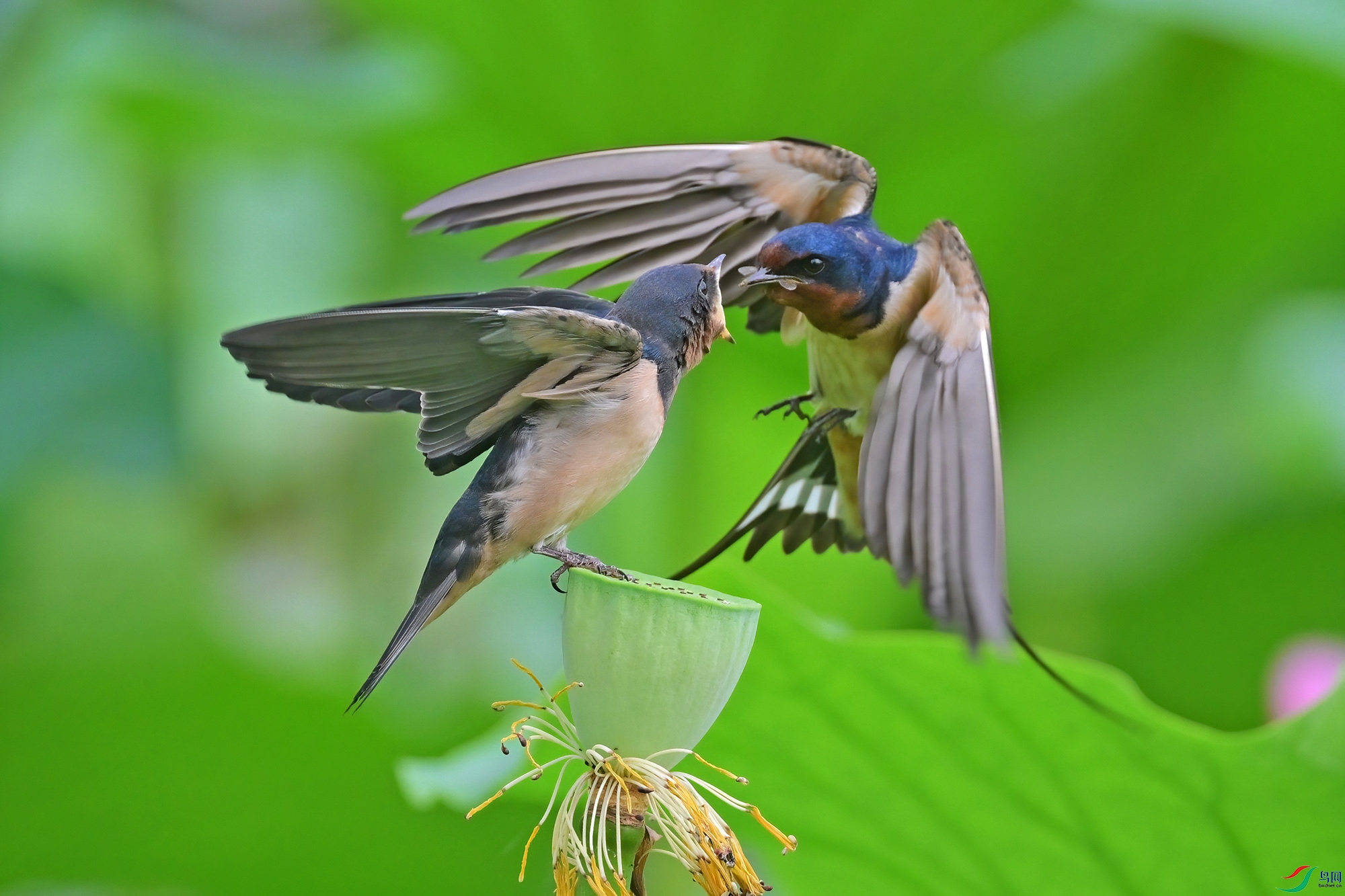 DSC_6843-V.jpg