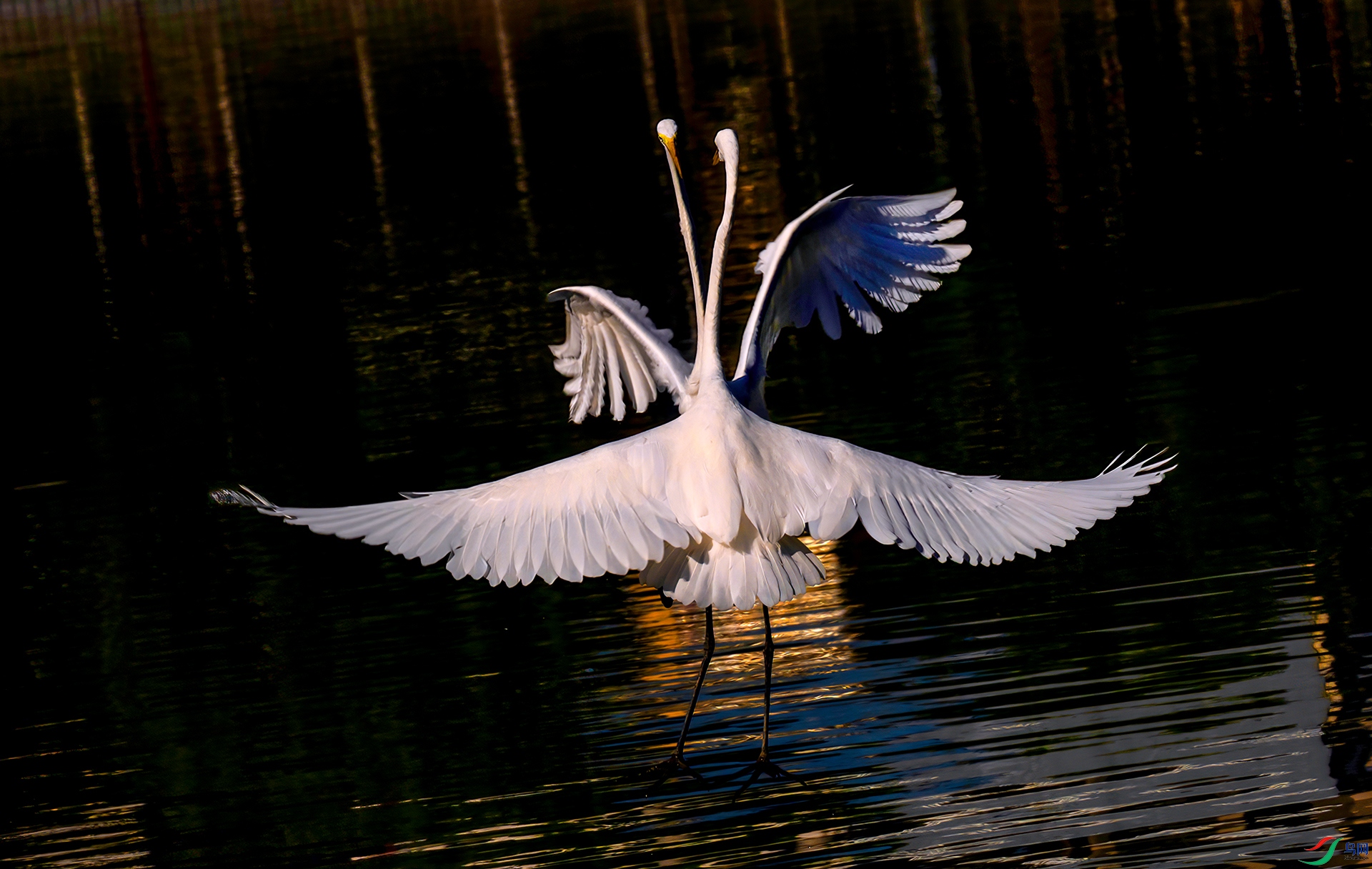 407A5457 ����-Sha---1 .jpg