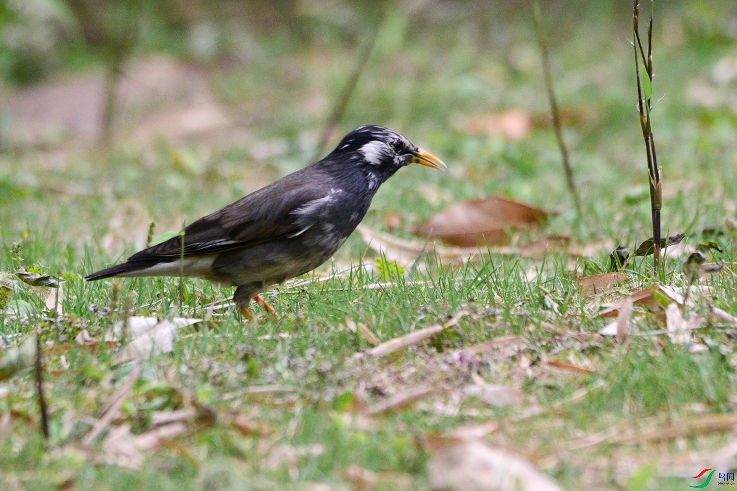 DSC_0491.JPG