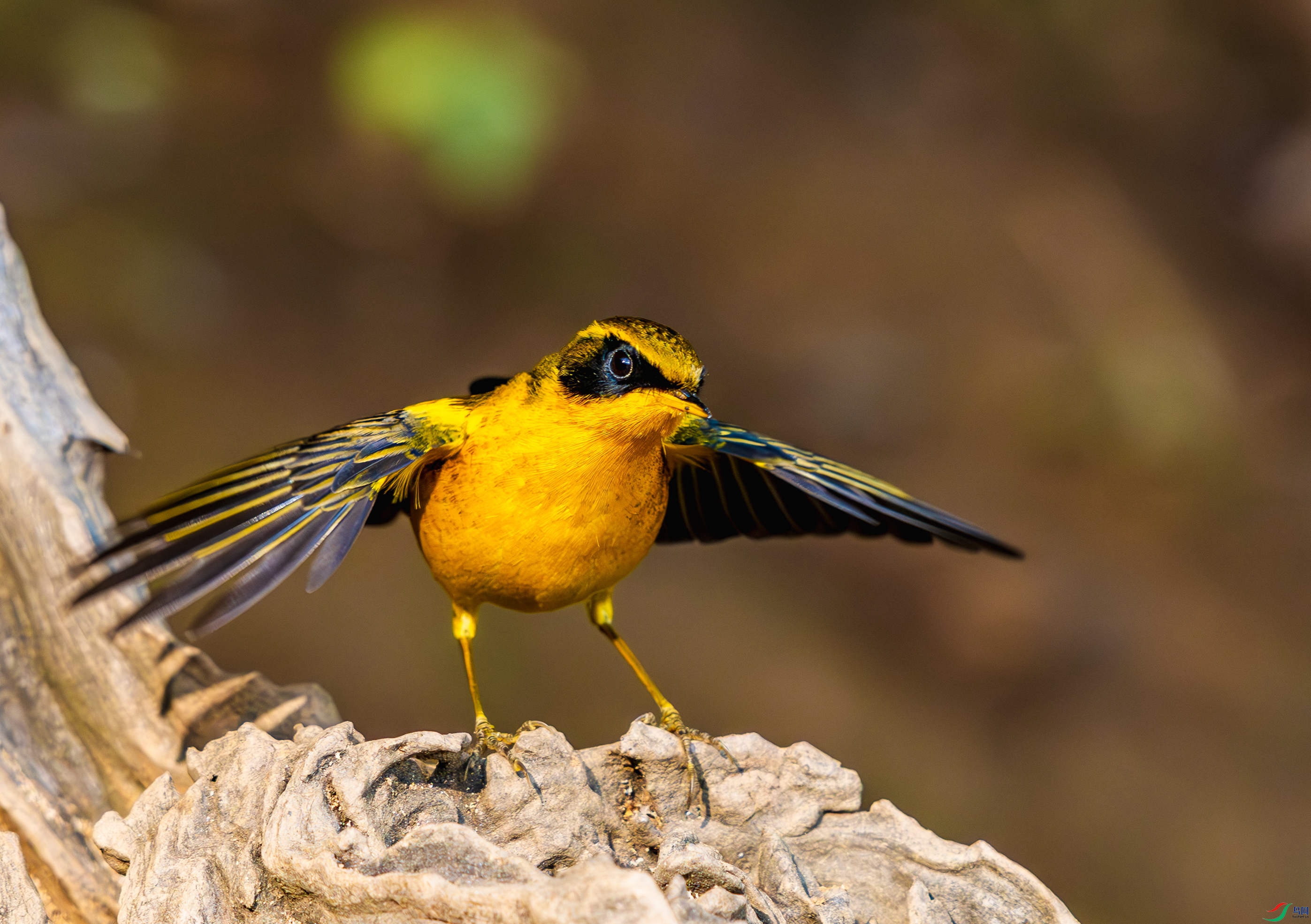 _DSC9144-����ǿ-NR_1 - ����.JPG