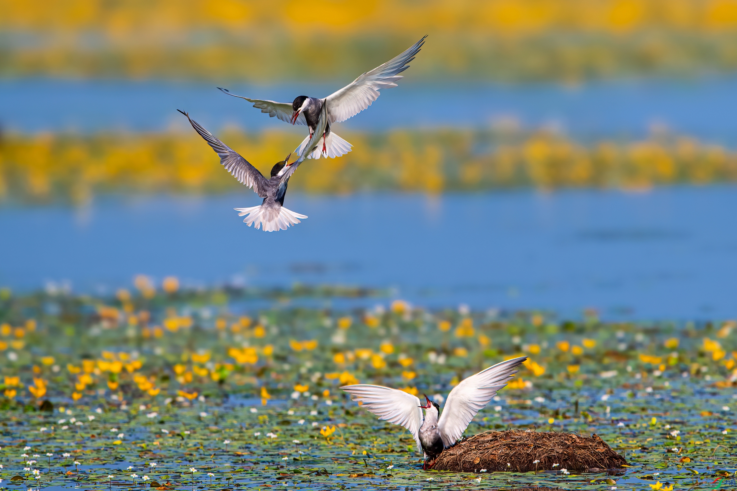 ��ƬDSC_7351 ����.jpg