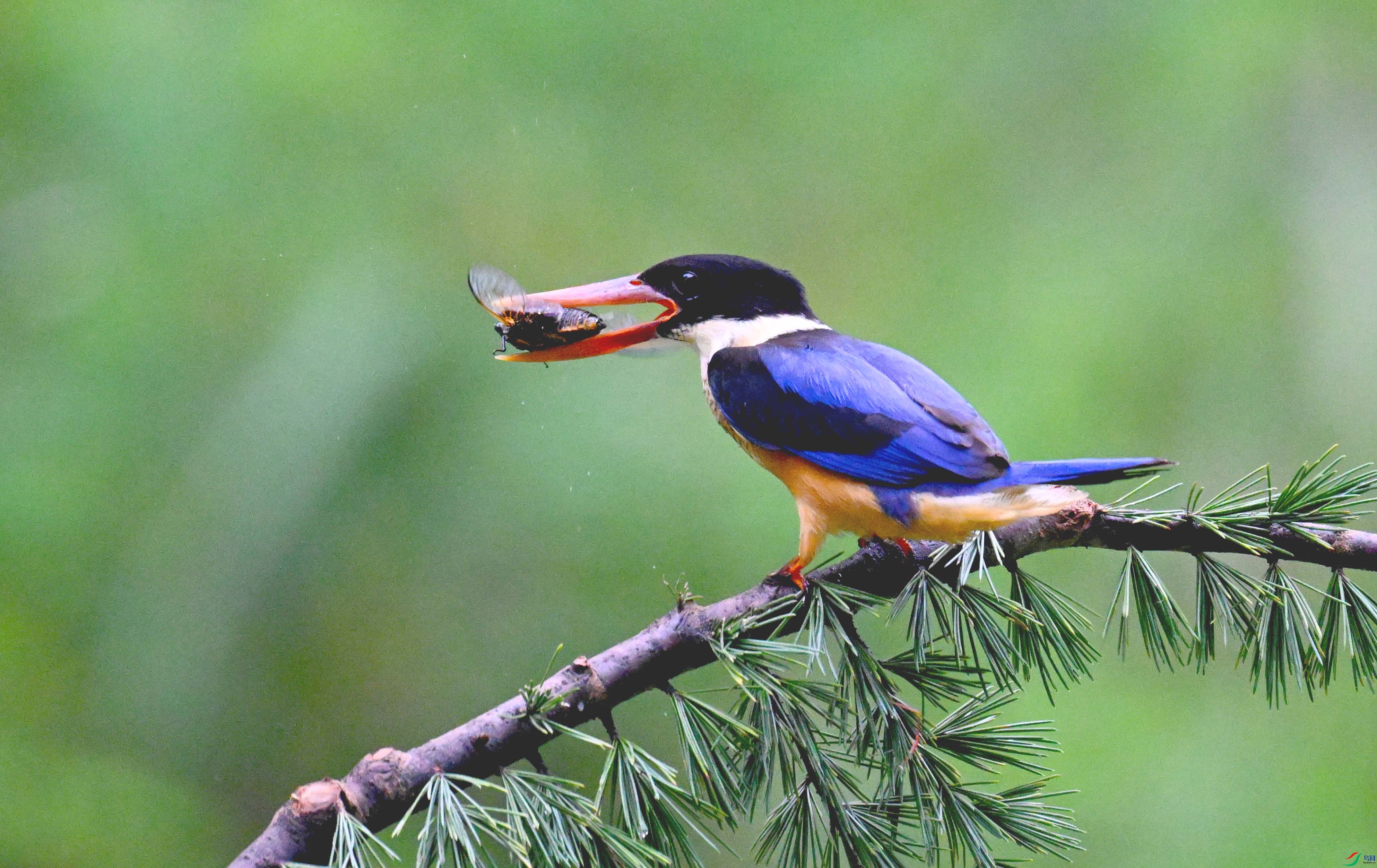 DSC_7117 ����.jpg