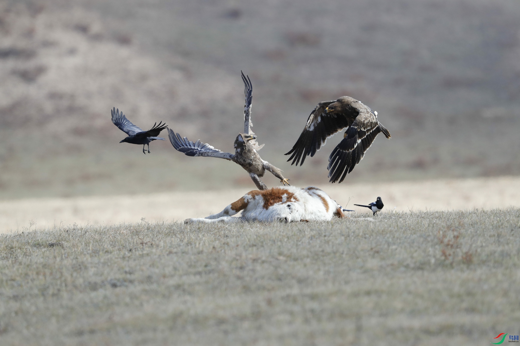 _T6I4261 (2)_����.jpg