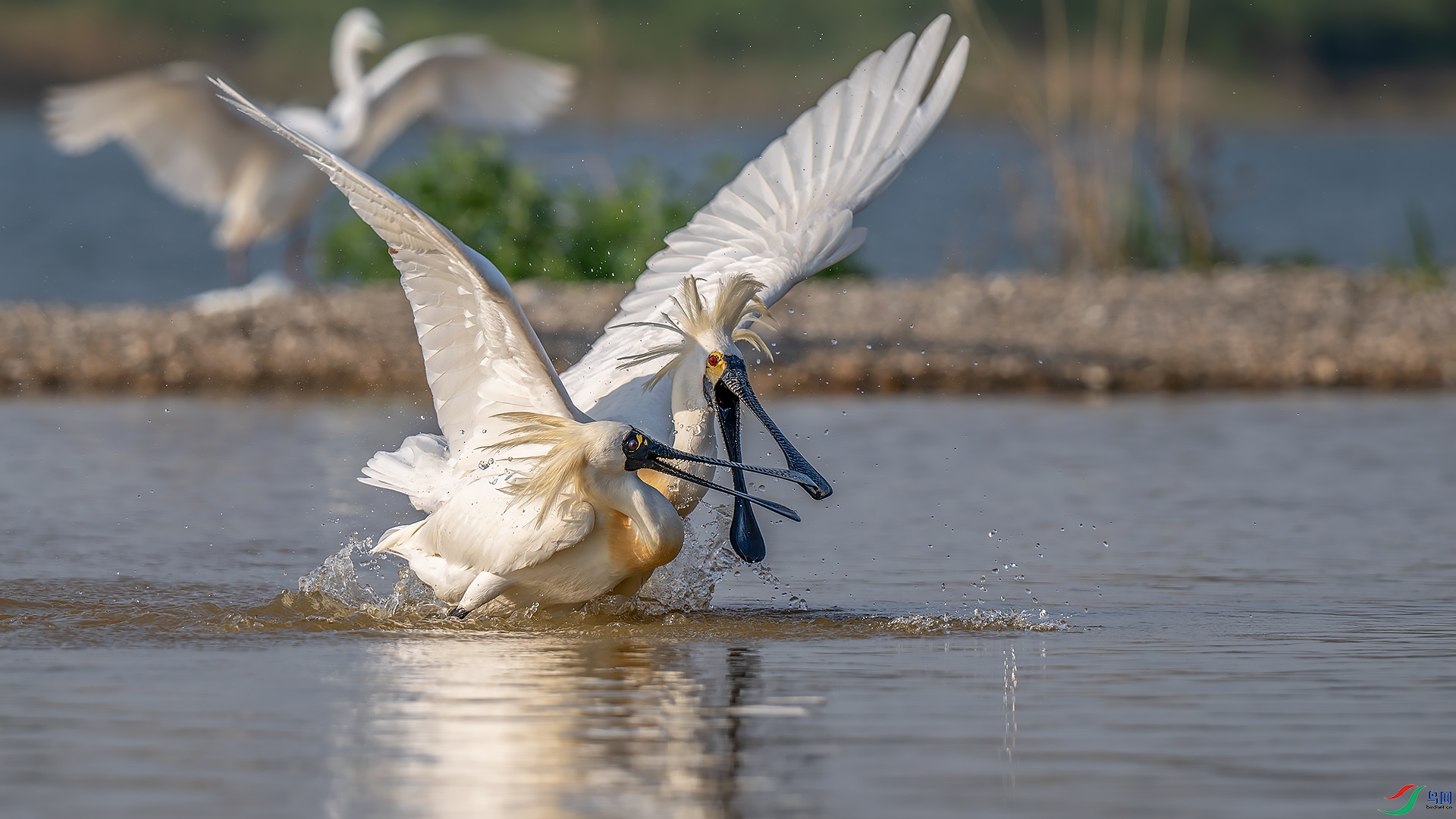 DSC_8386-����ǿ-NR.jpg