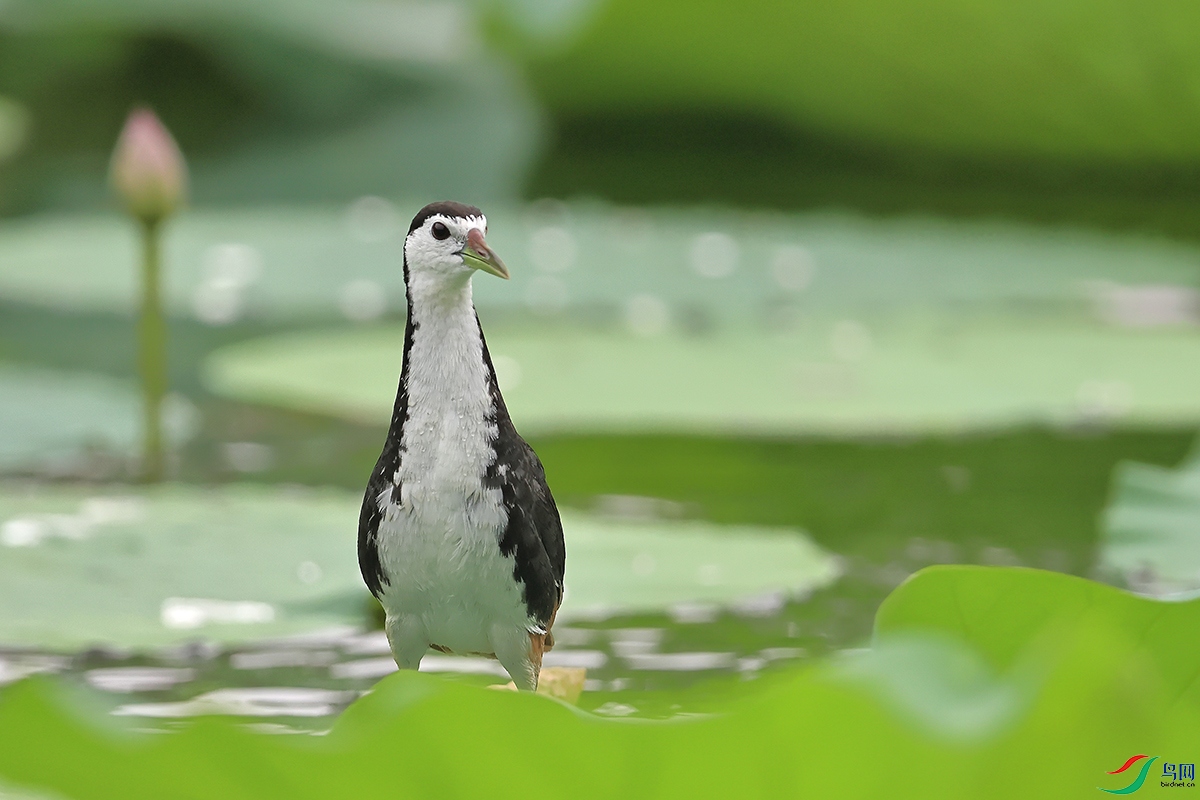 A56I0970���ɴԣ���ǰ���ȣ�������Ӱ�������ؿ����1200��Χ IS500.jpg