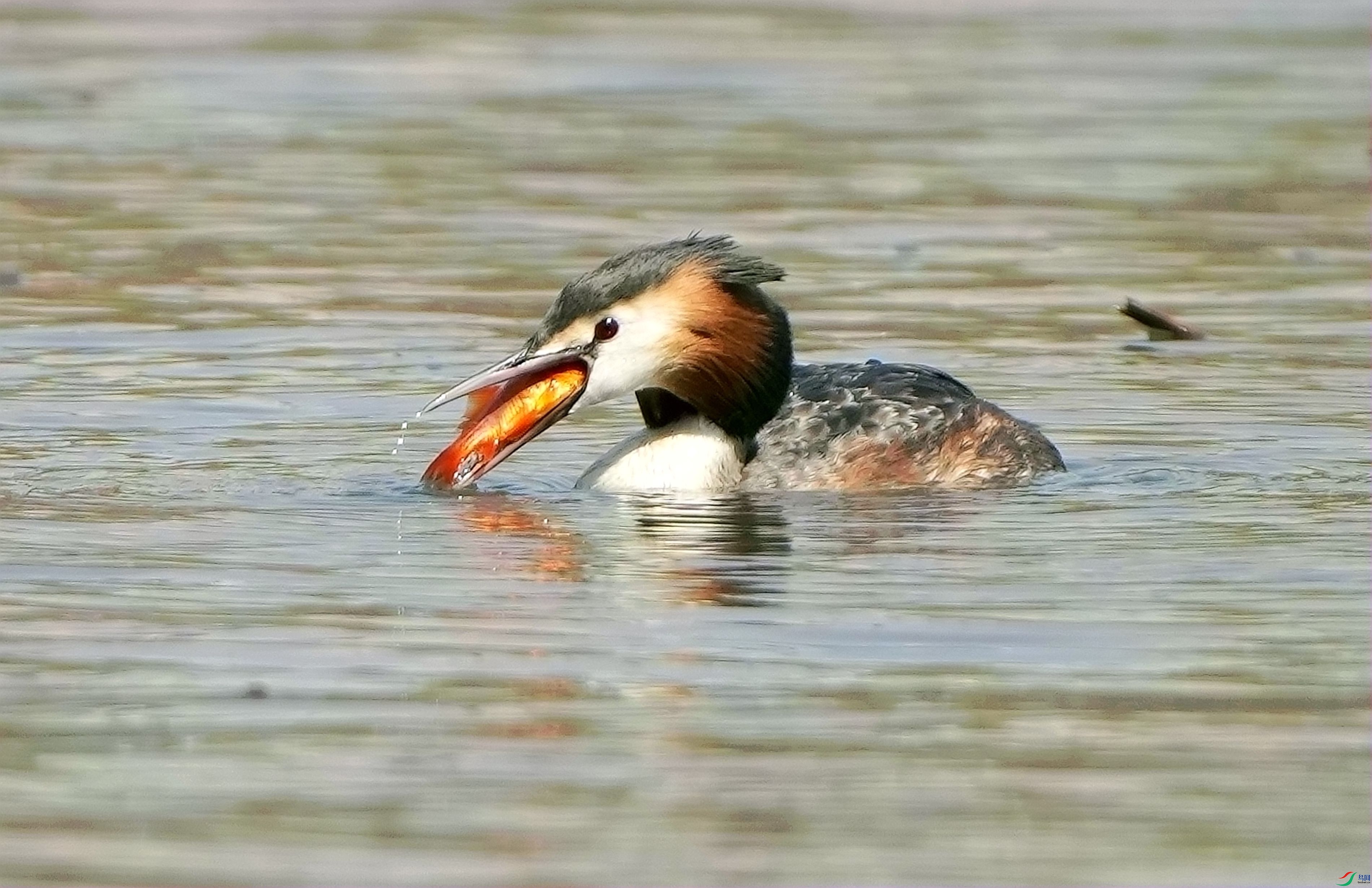 ��ͷ�G�f�Ժ���DSC01529_����.jpg