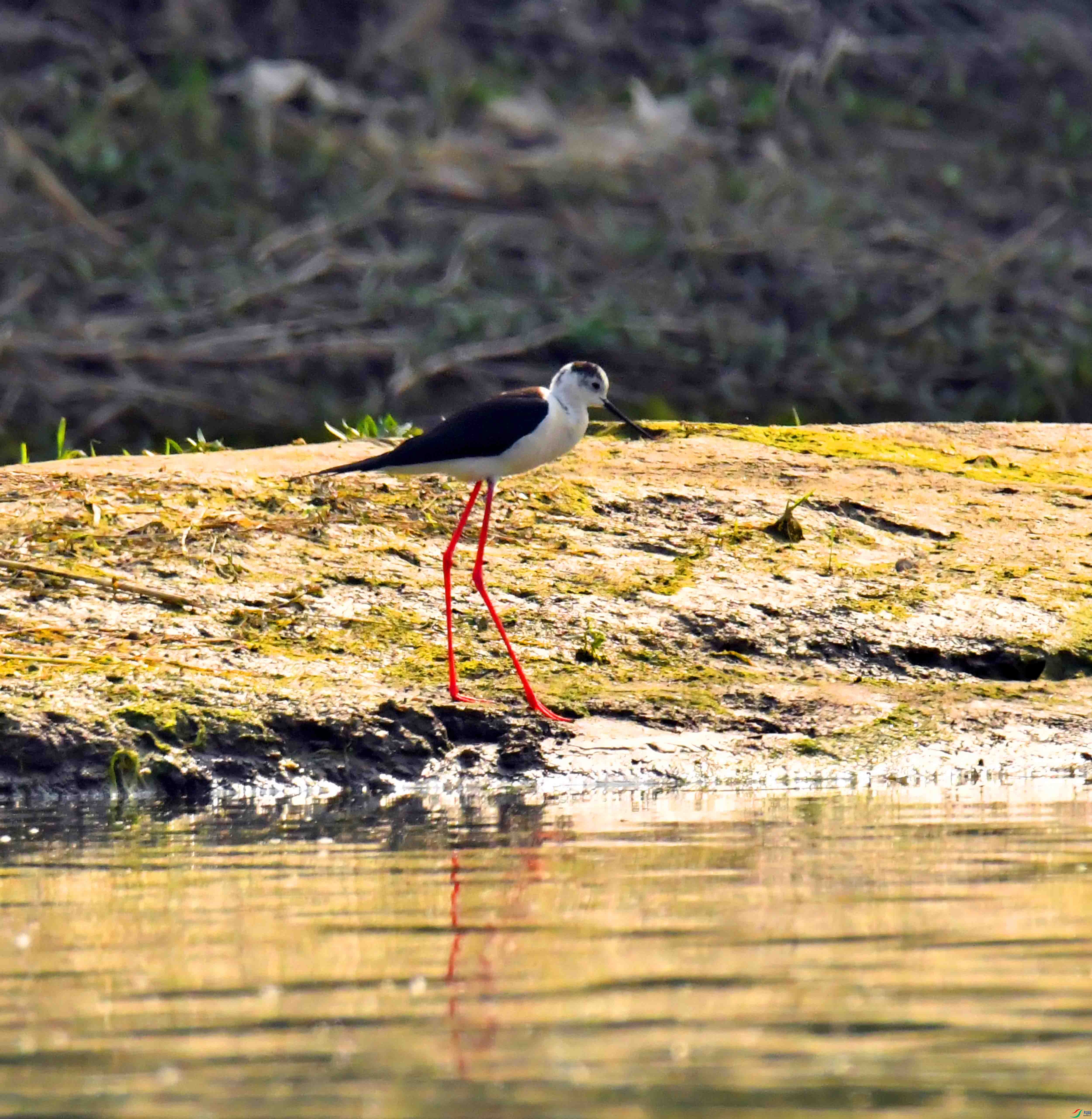 DSC_2033.JPG
