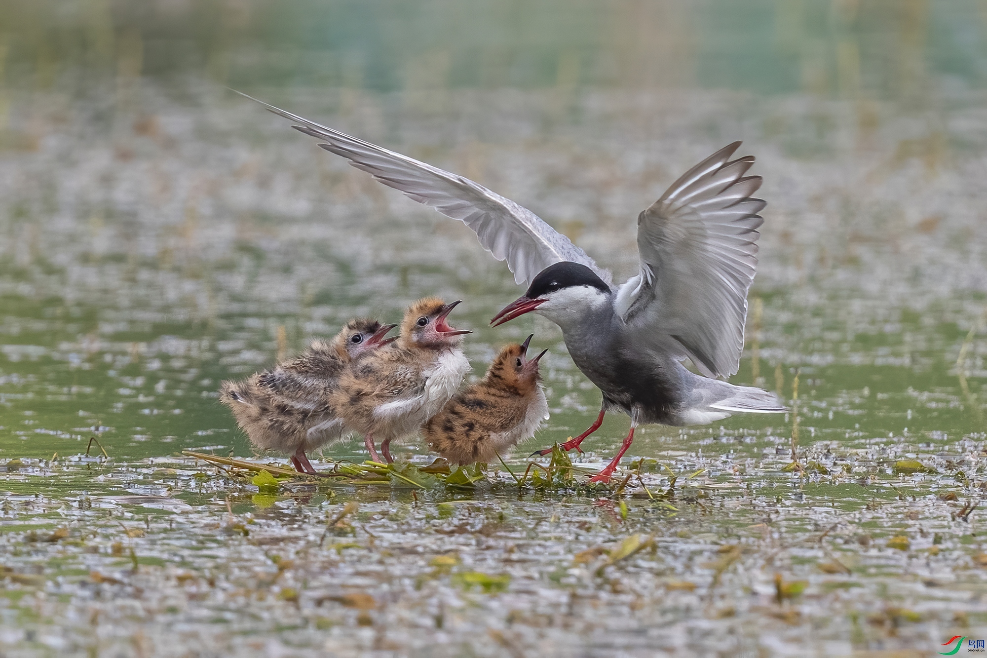 DSC_6306 V2.jpg