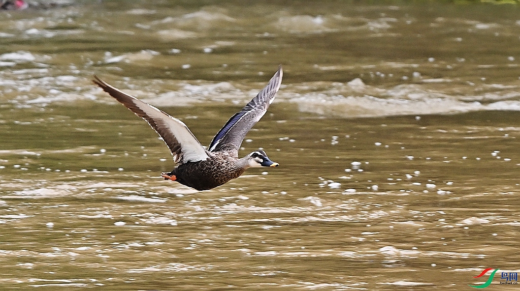 DSC_6474.JPG