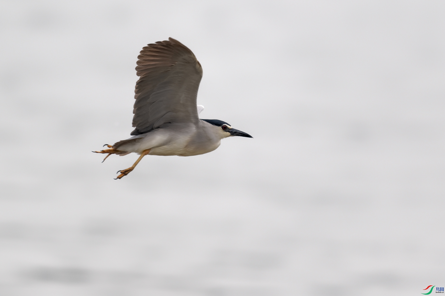 DSC_9463_DxOa.jpg