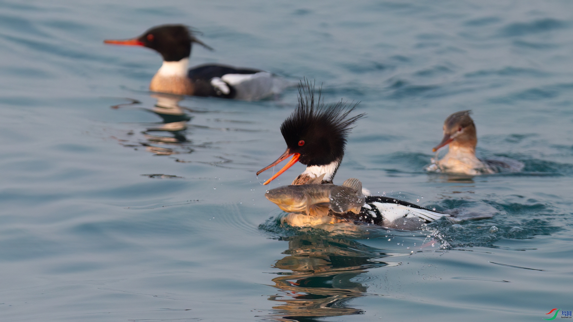 ������ɳѼ