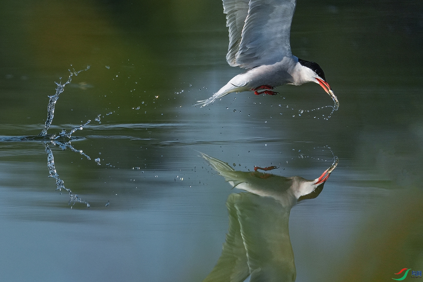 DSC07154 ����.jpg