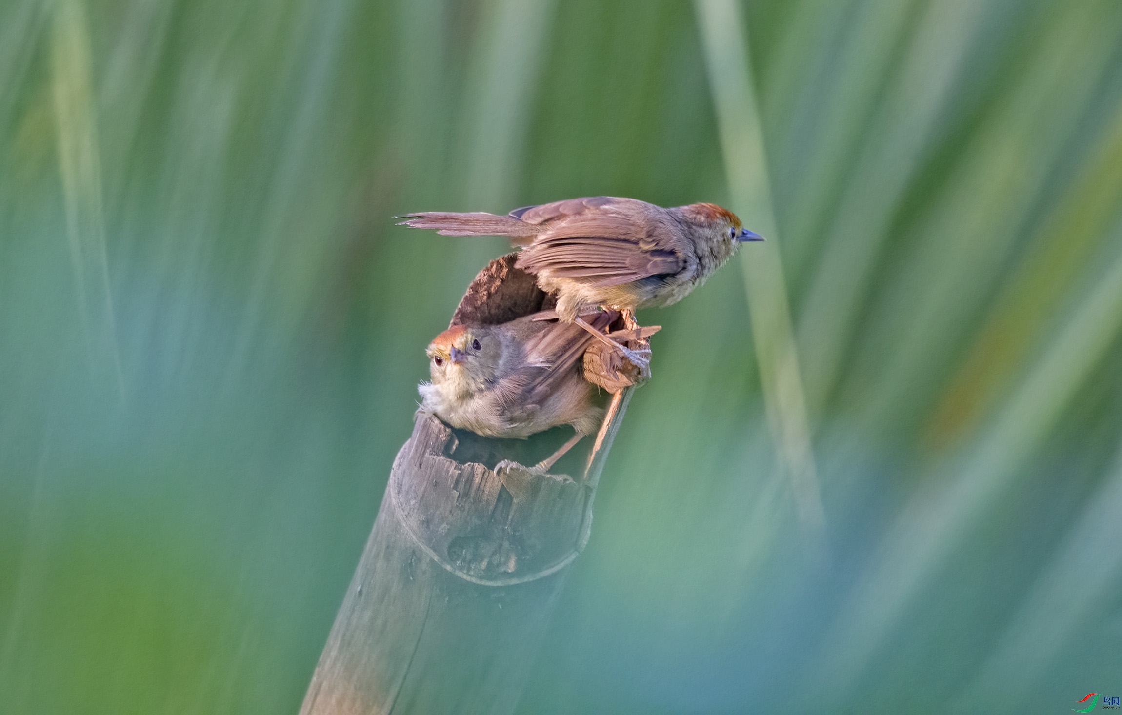 DSC_4172.jpg